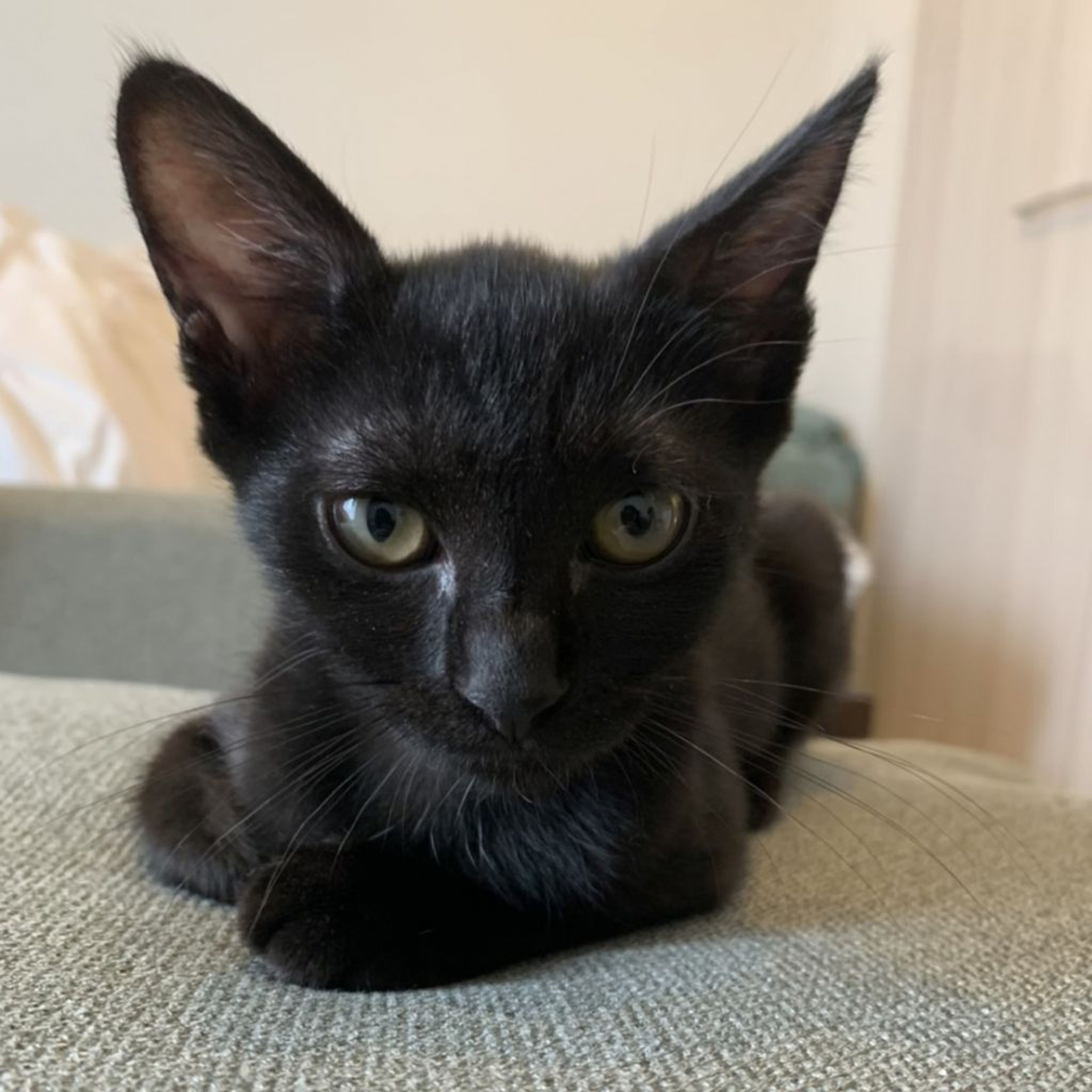 pet-image-2