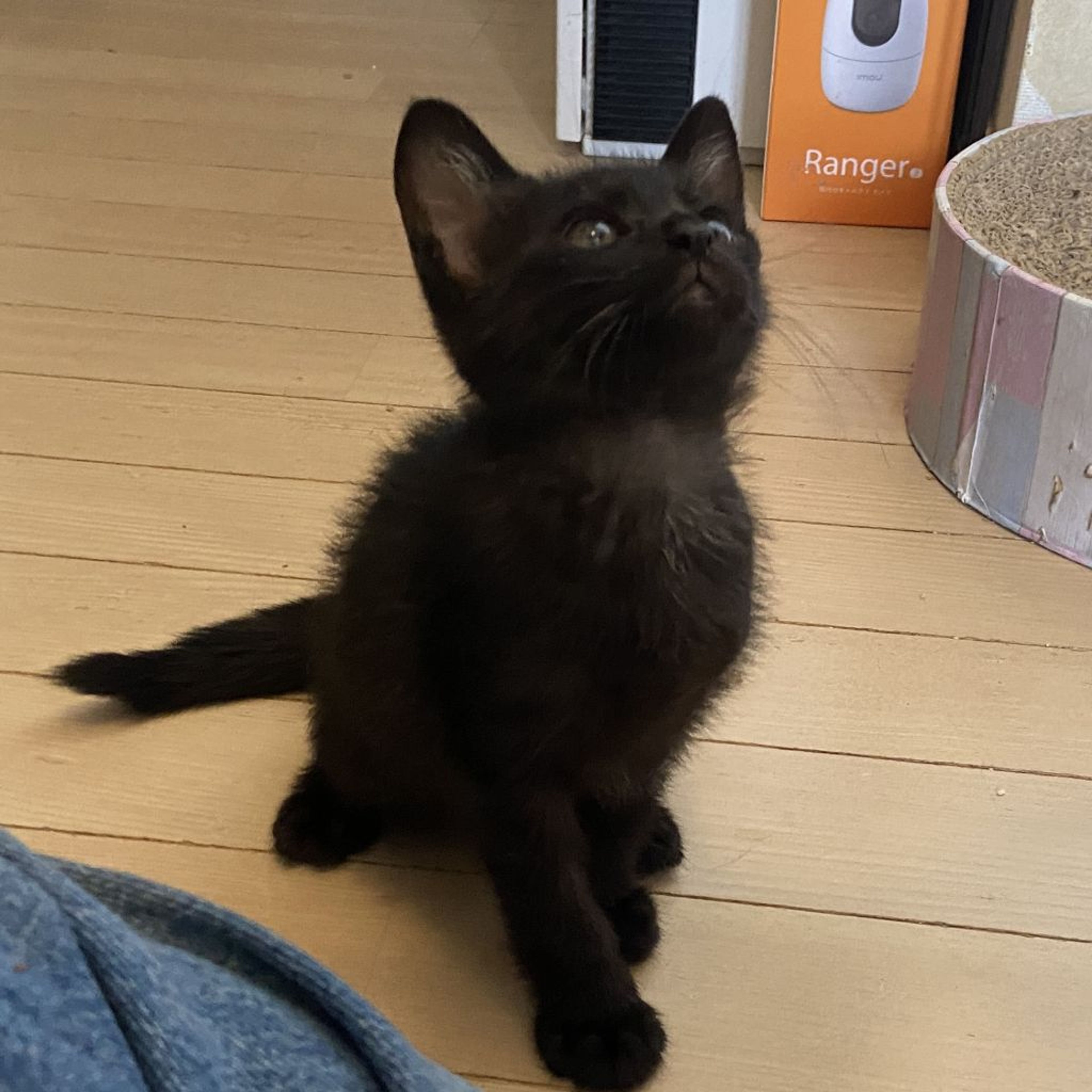 pet-image-4