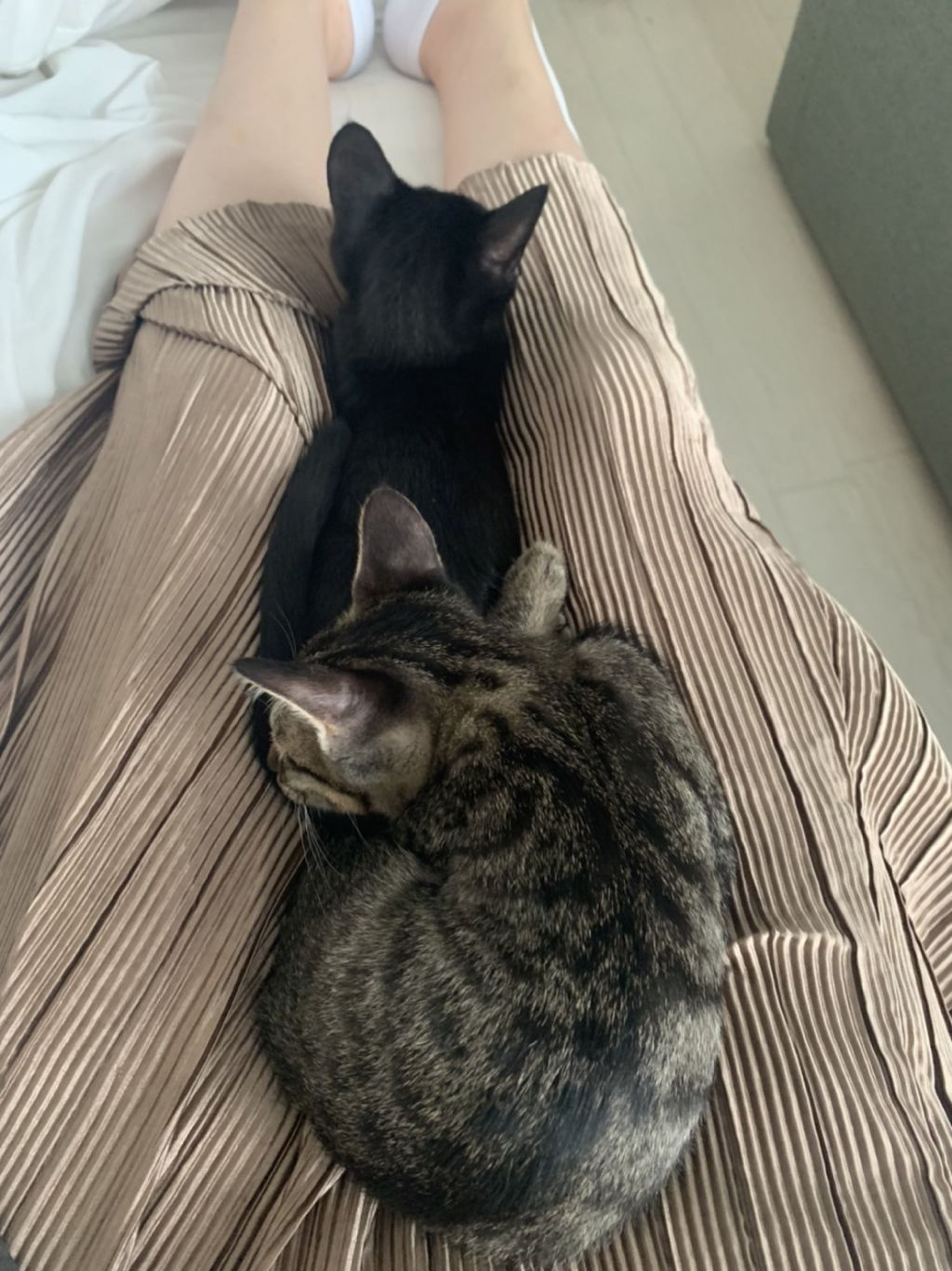 pet-image-9