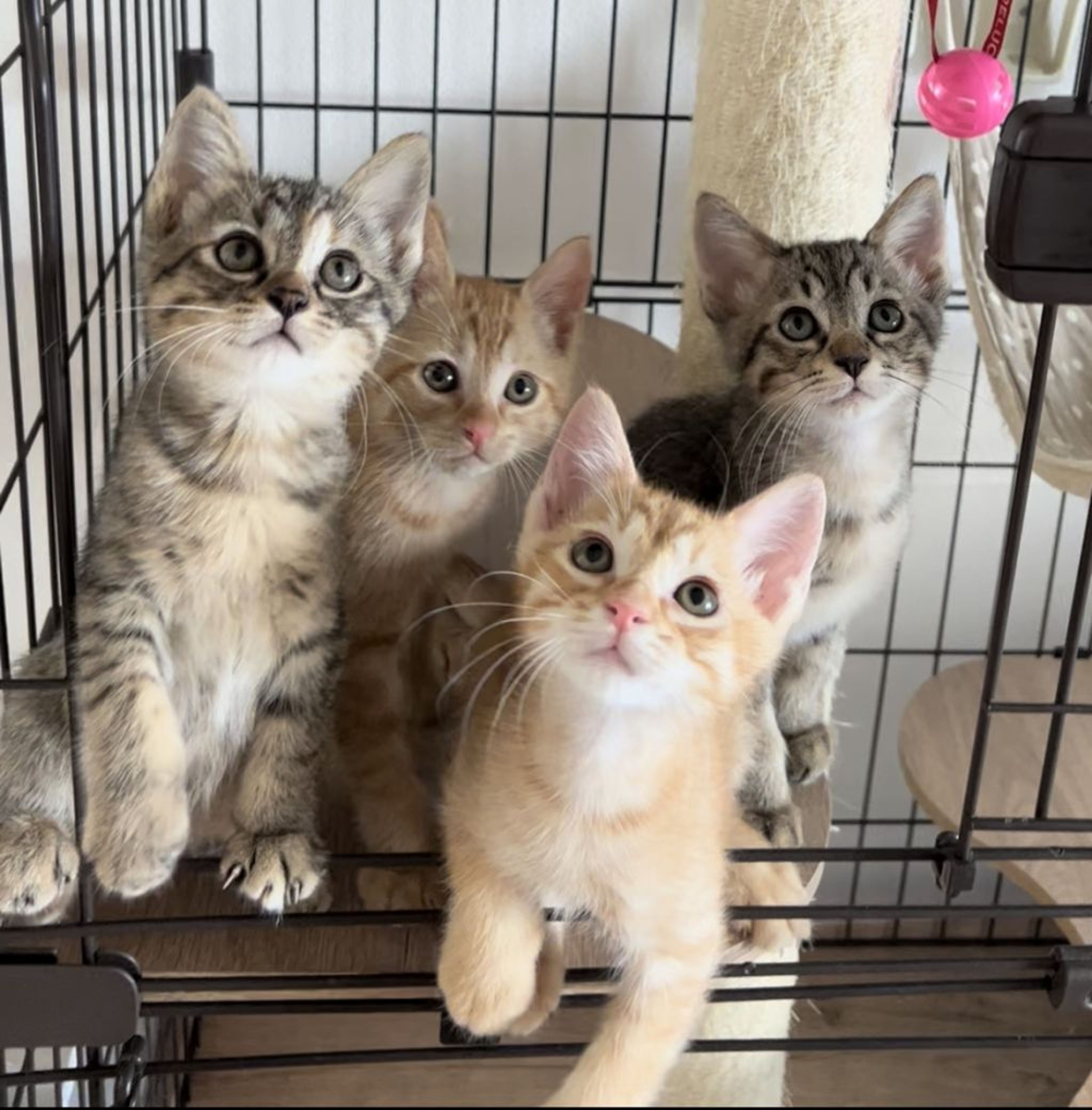 雑種（ミックス猫）・オスの里親募集の写真