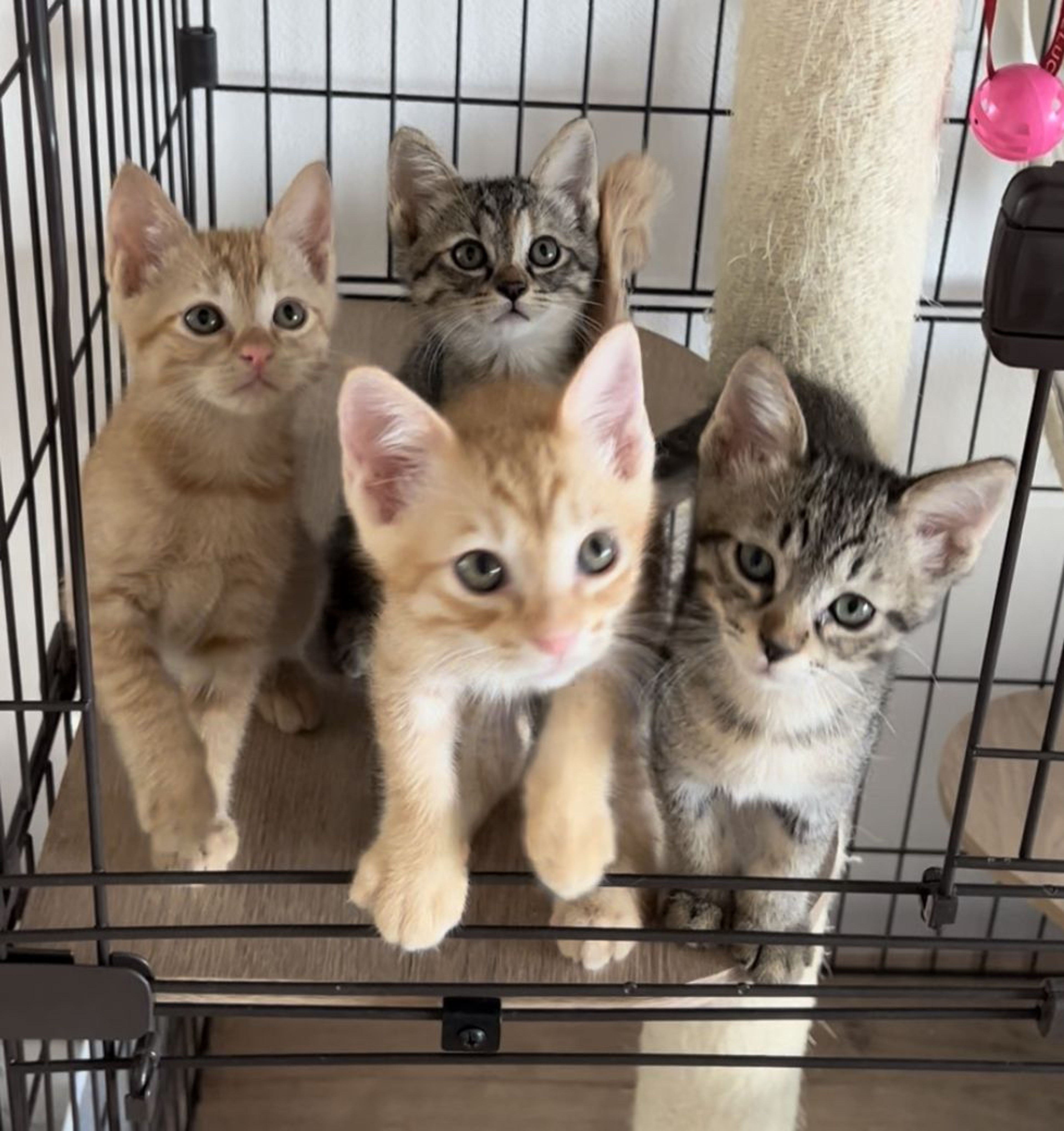 pet-image-2