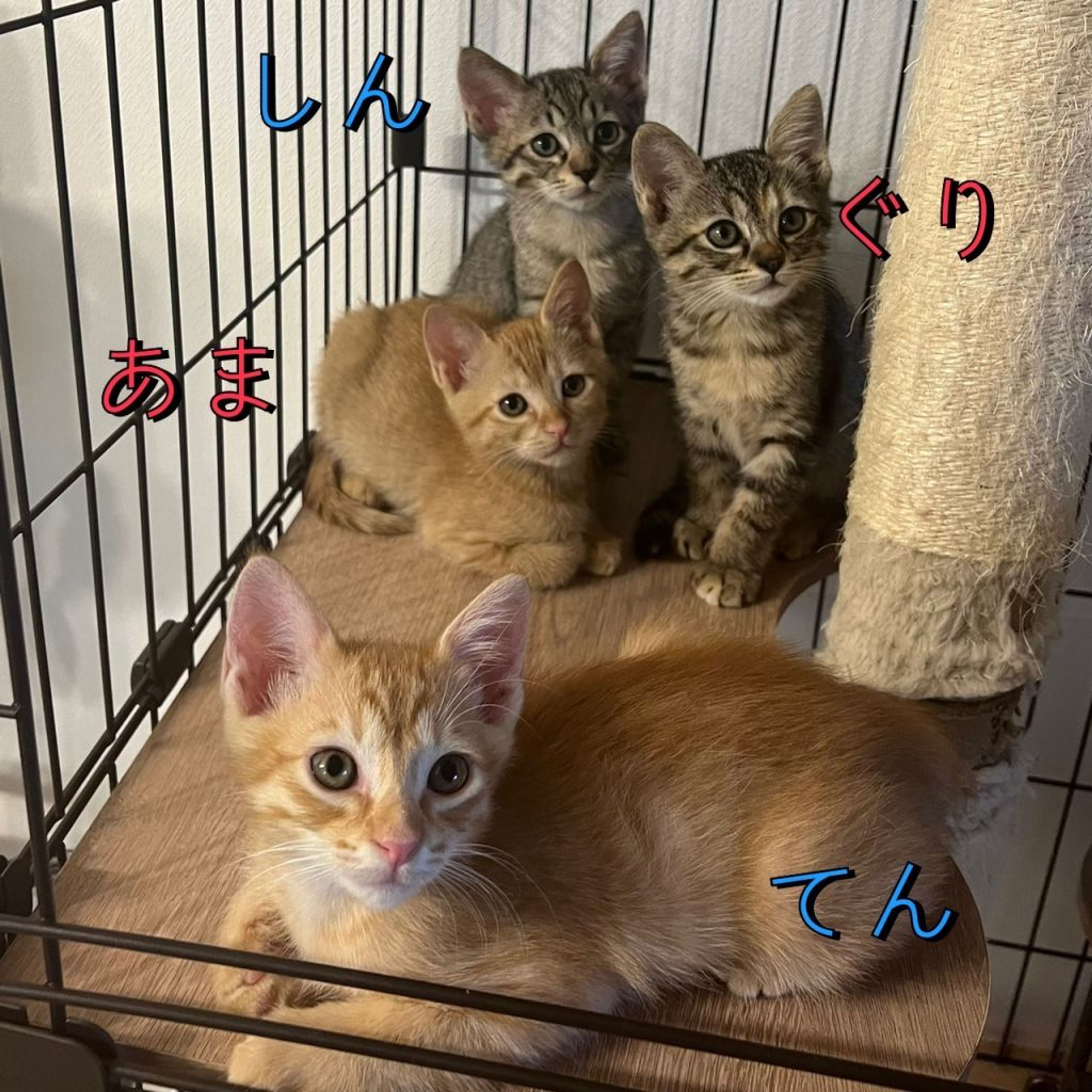 pet-image-4