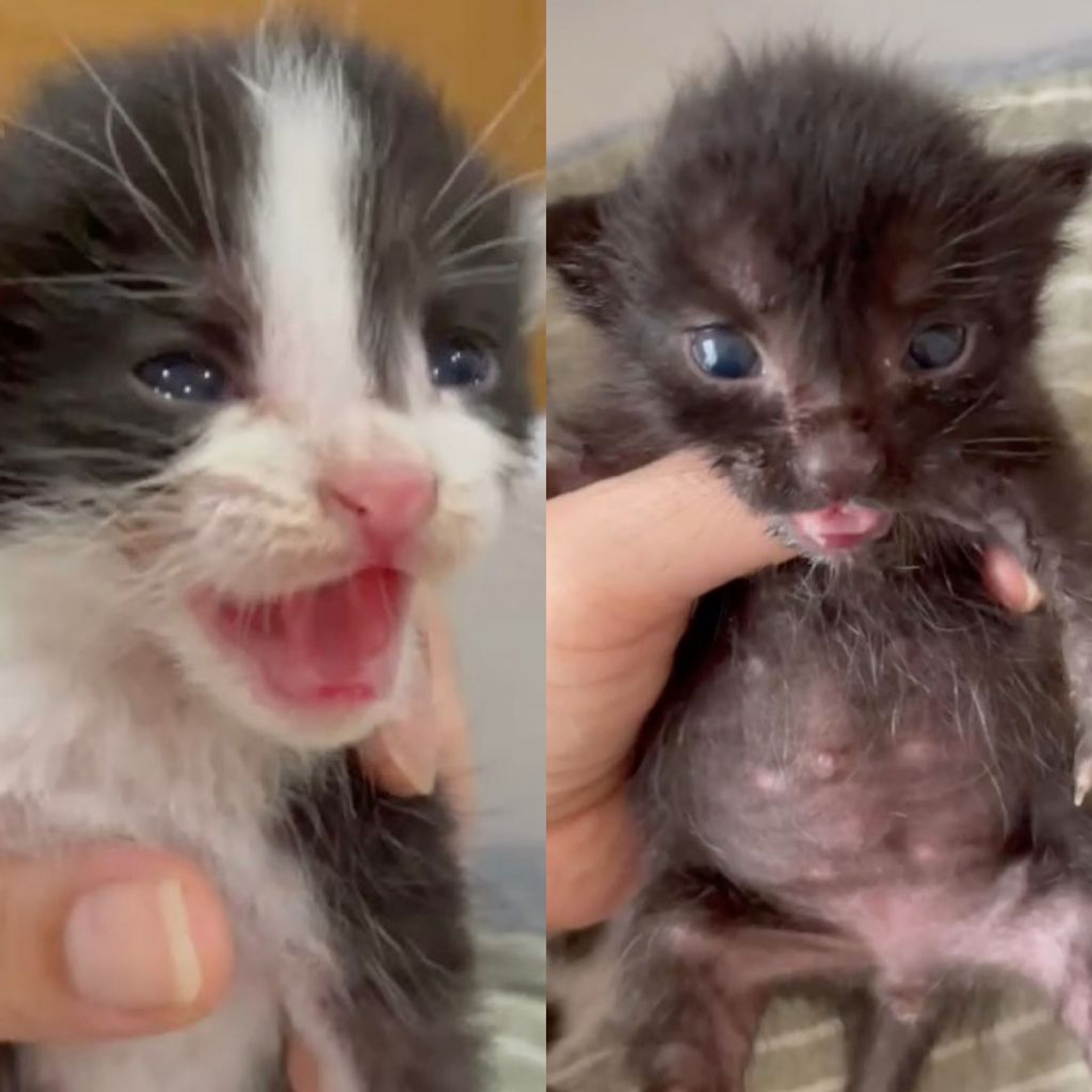 雑種（ミックス猫）・オスの里親募集の写真
