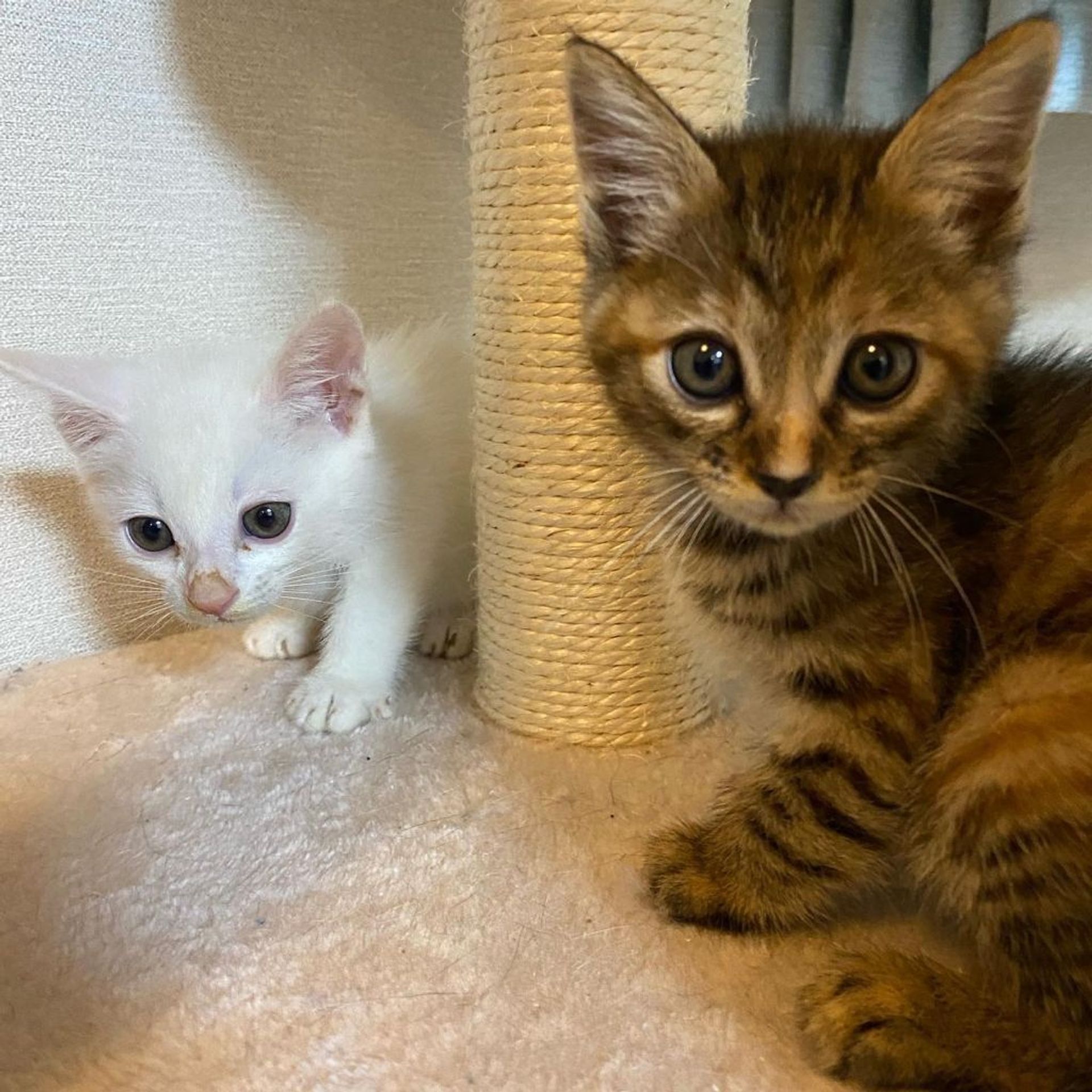 雑種（ミックス猫）・メスの里親募集の写真