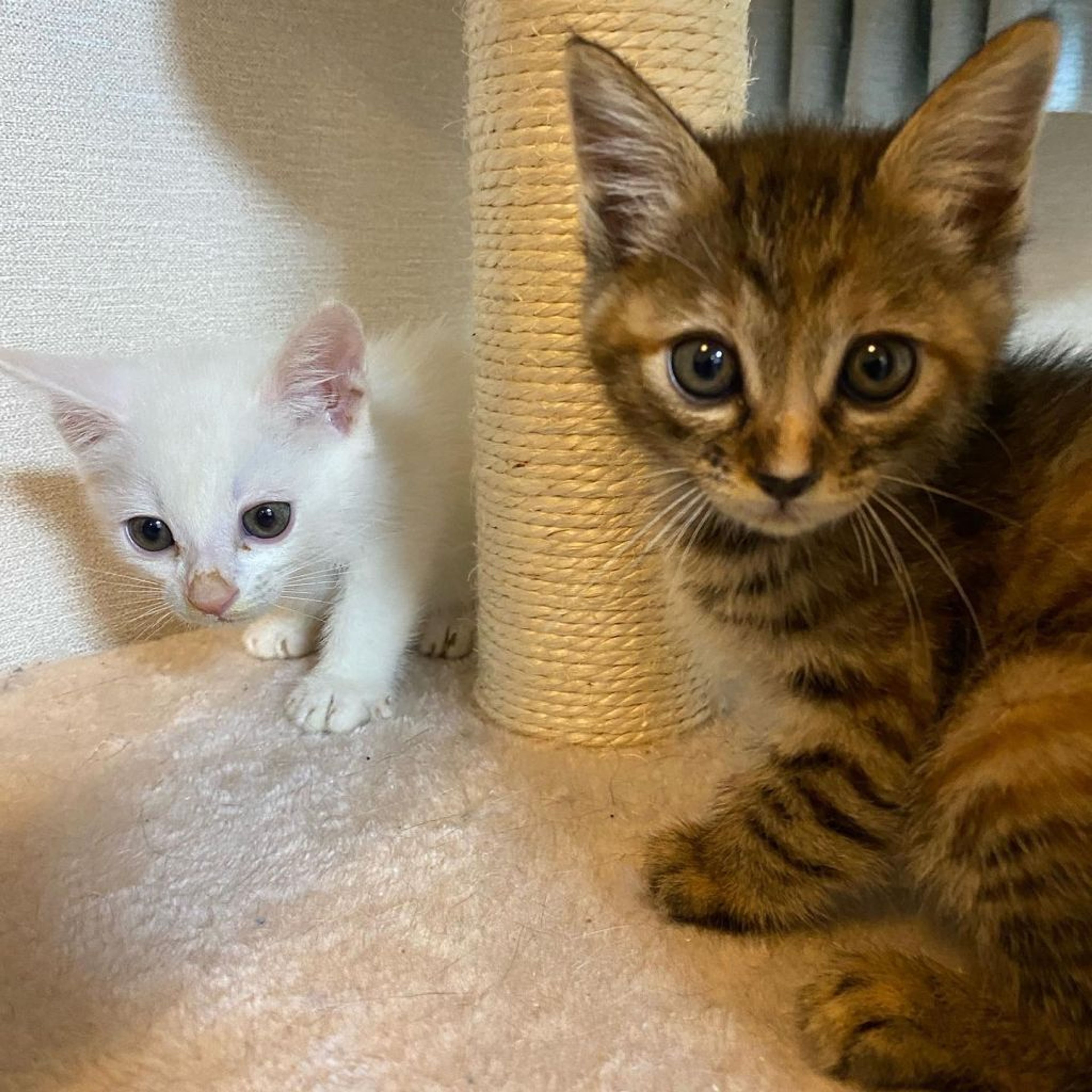 雑種（ミックス猫）・メスの里親募集の写真