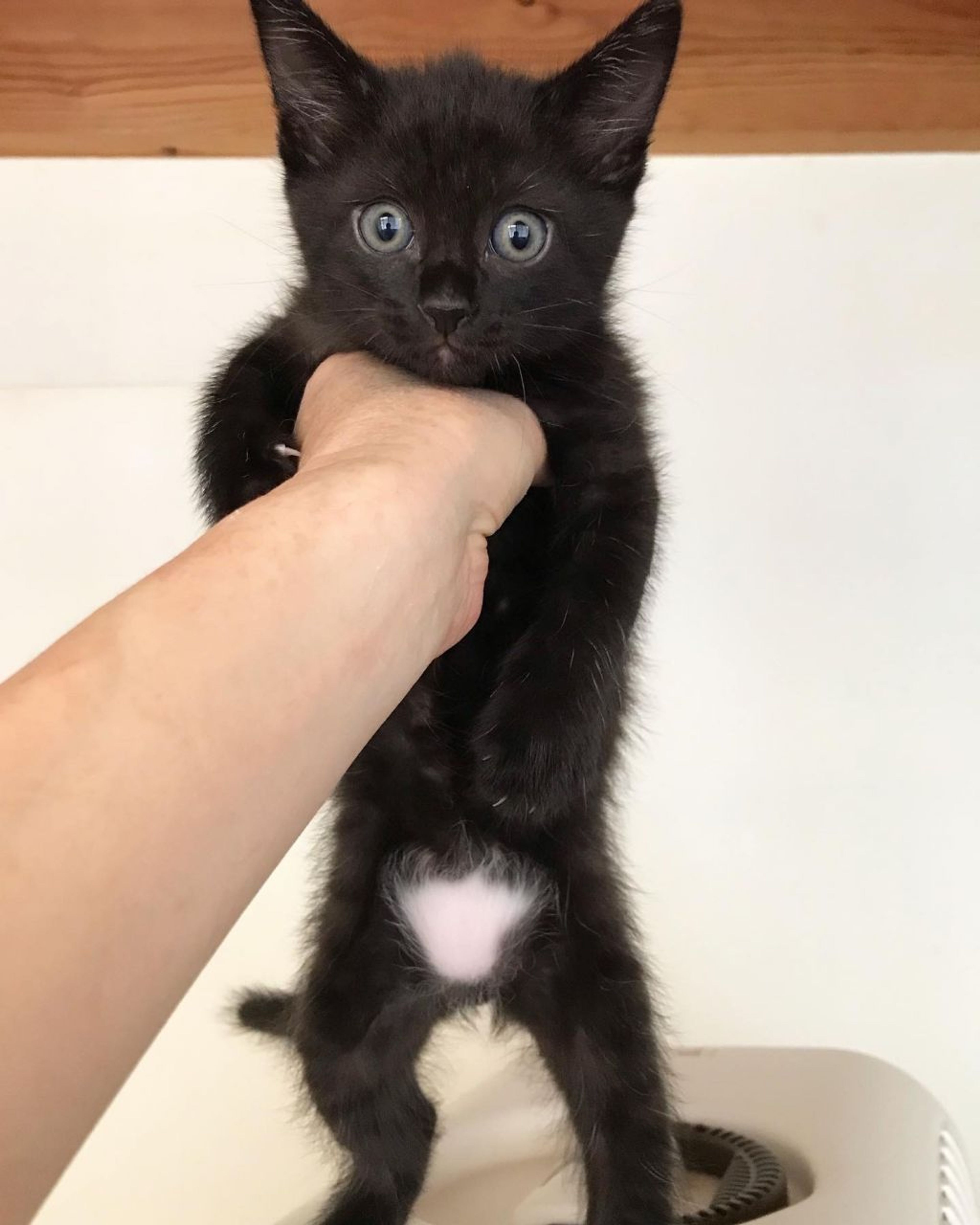 pet-image-3