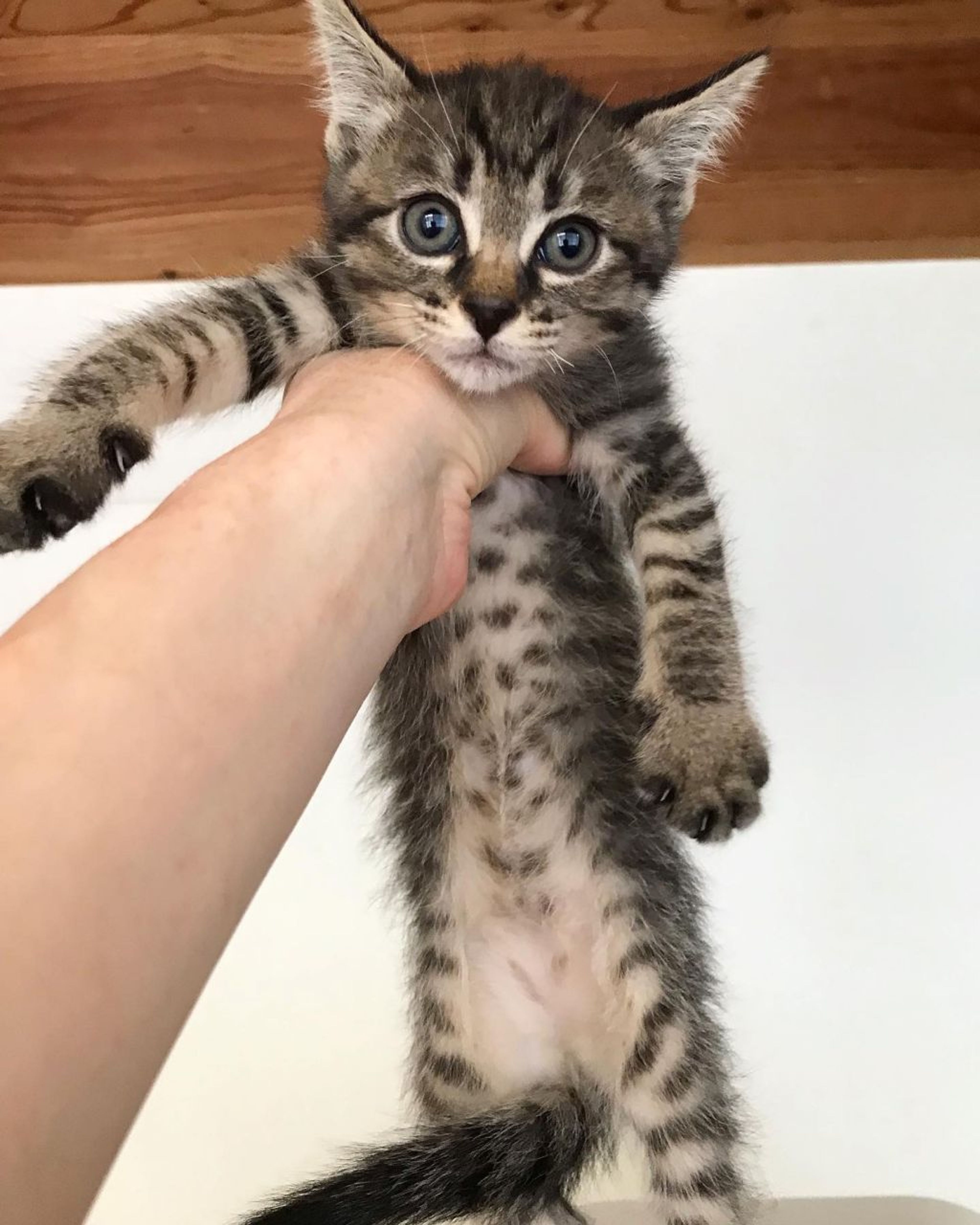 pet-image-4