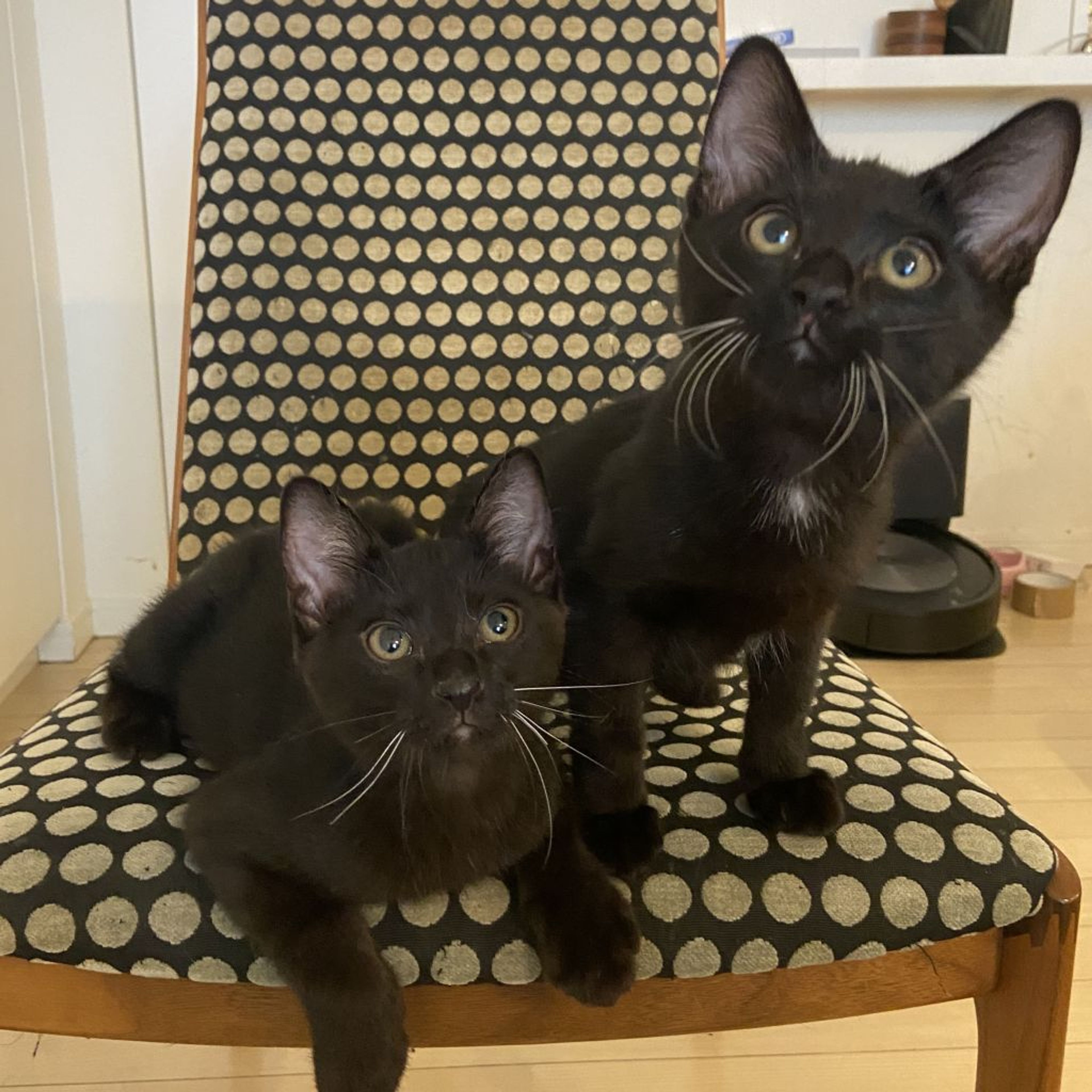 pet-image-8