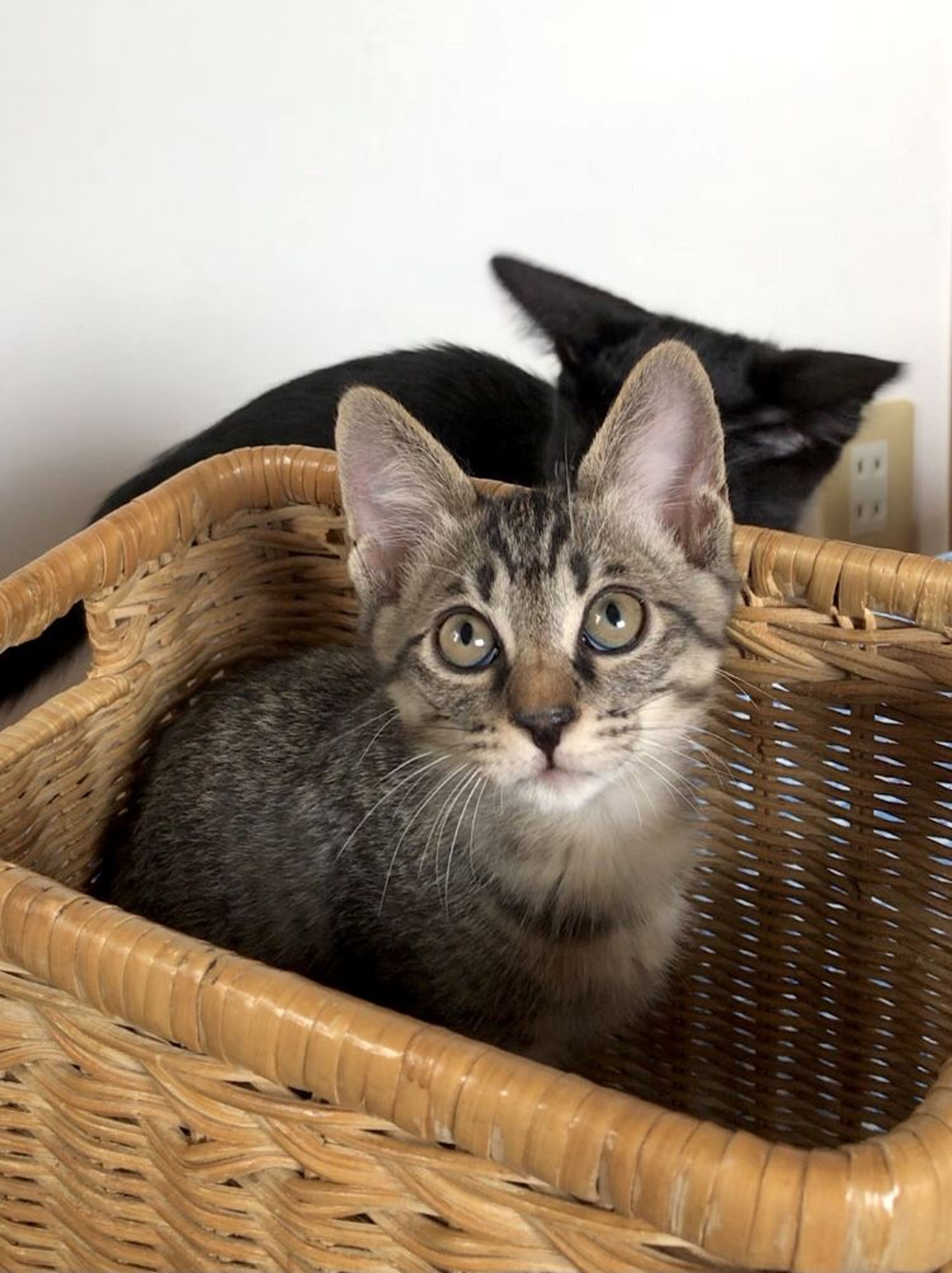 pet-image-9