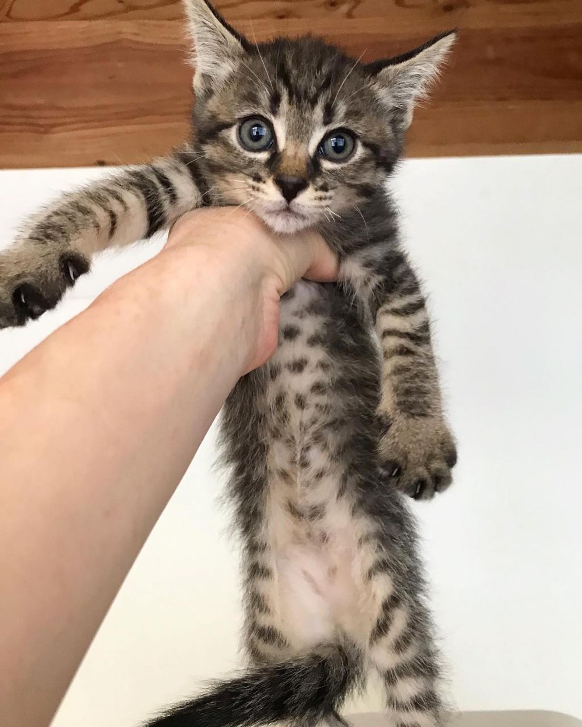 pet-image-3