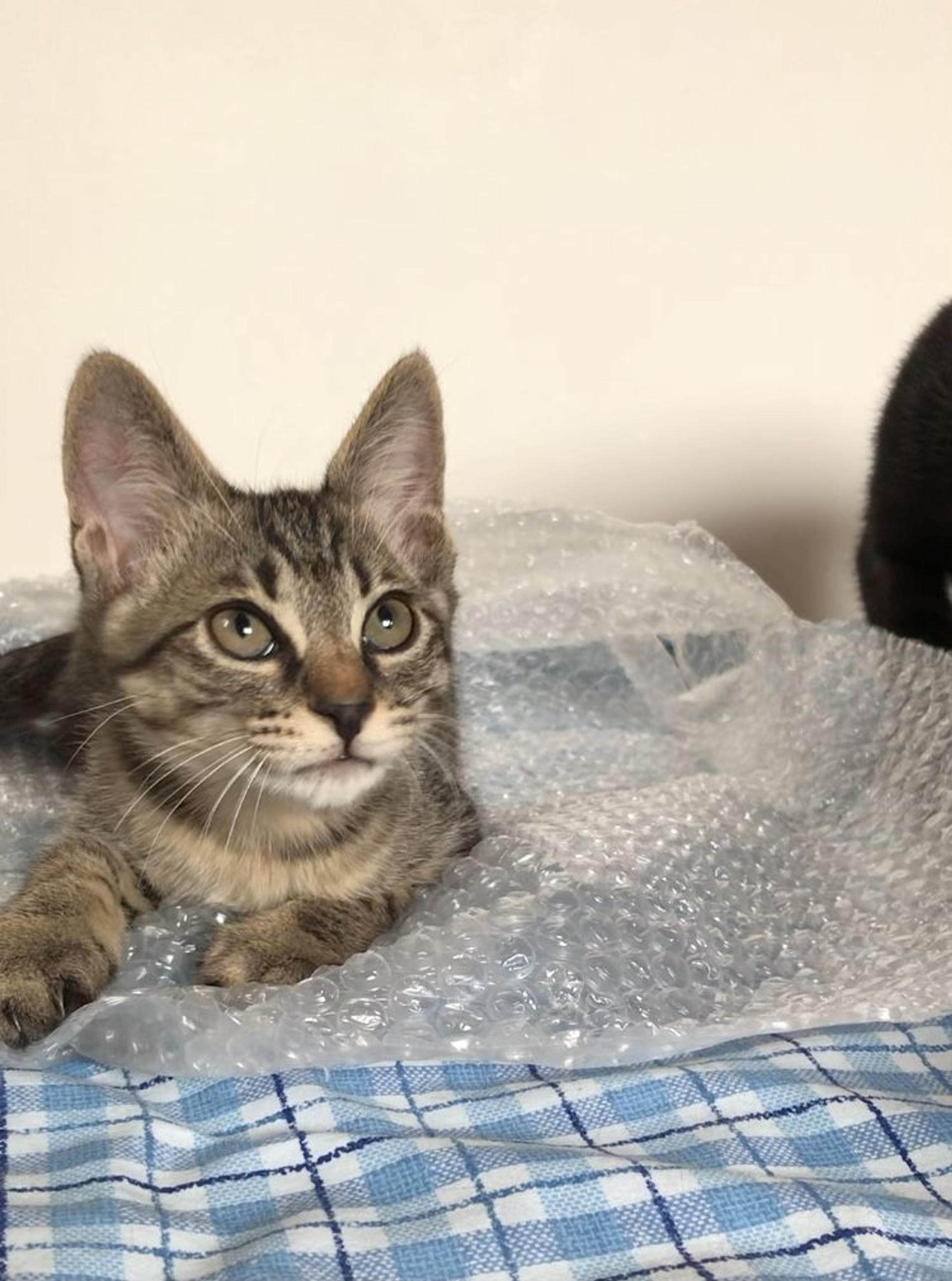 pet-image-9