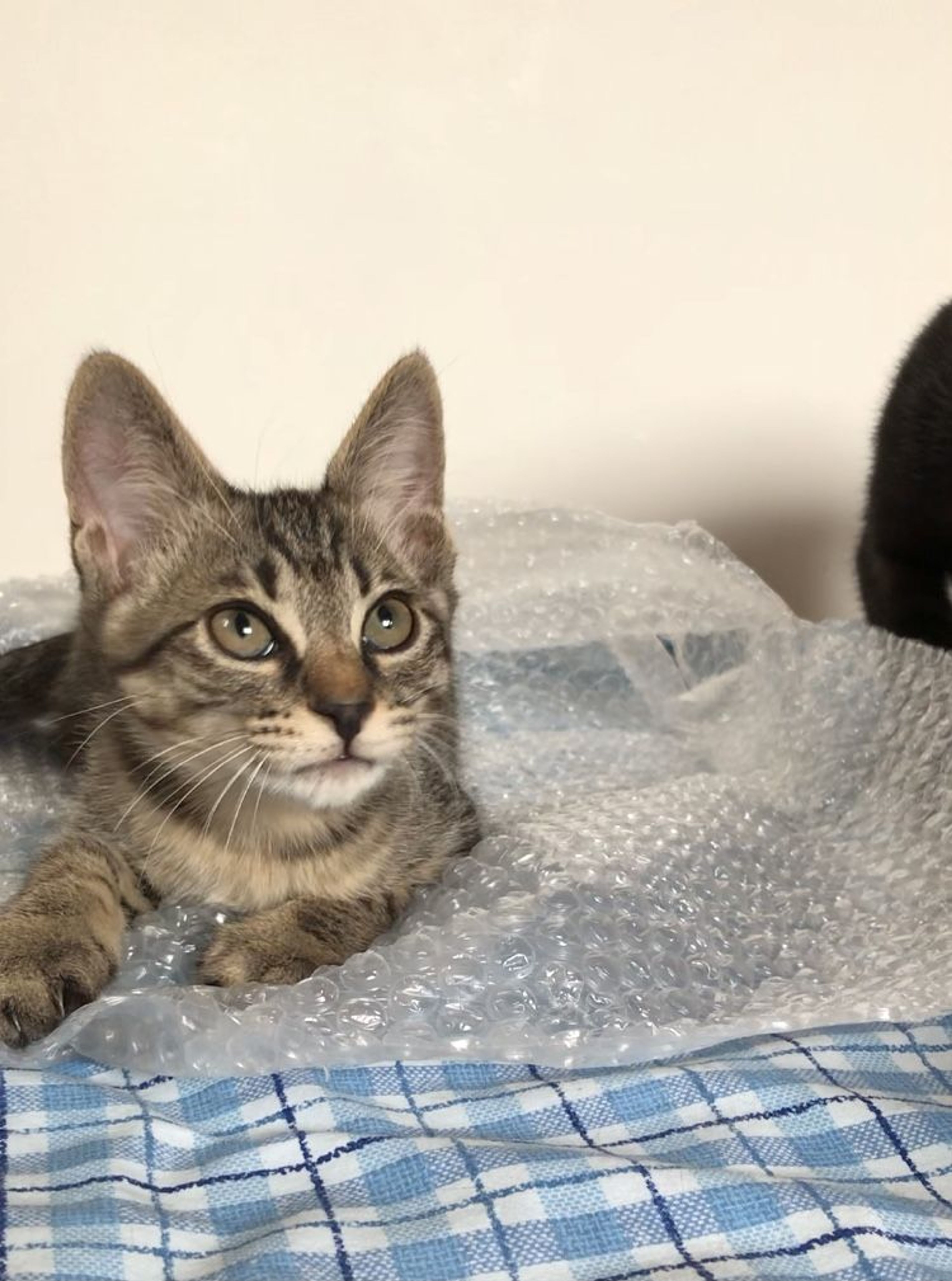 pet-image-9