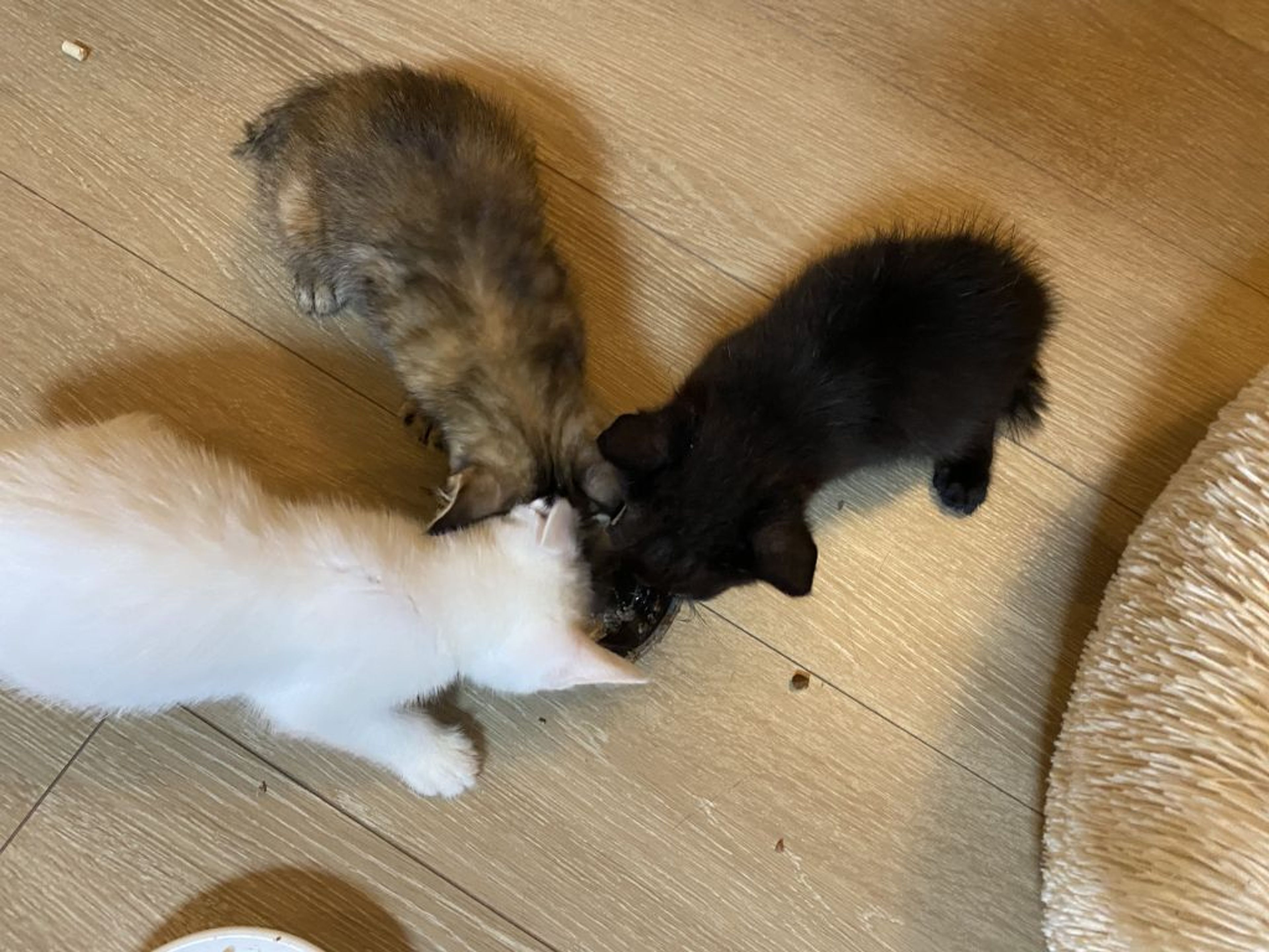 pet-image-3