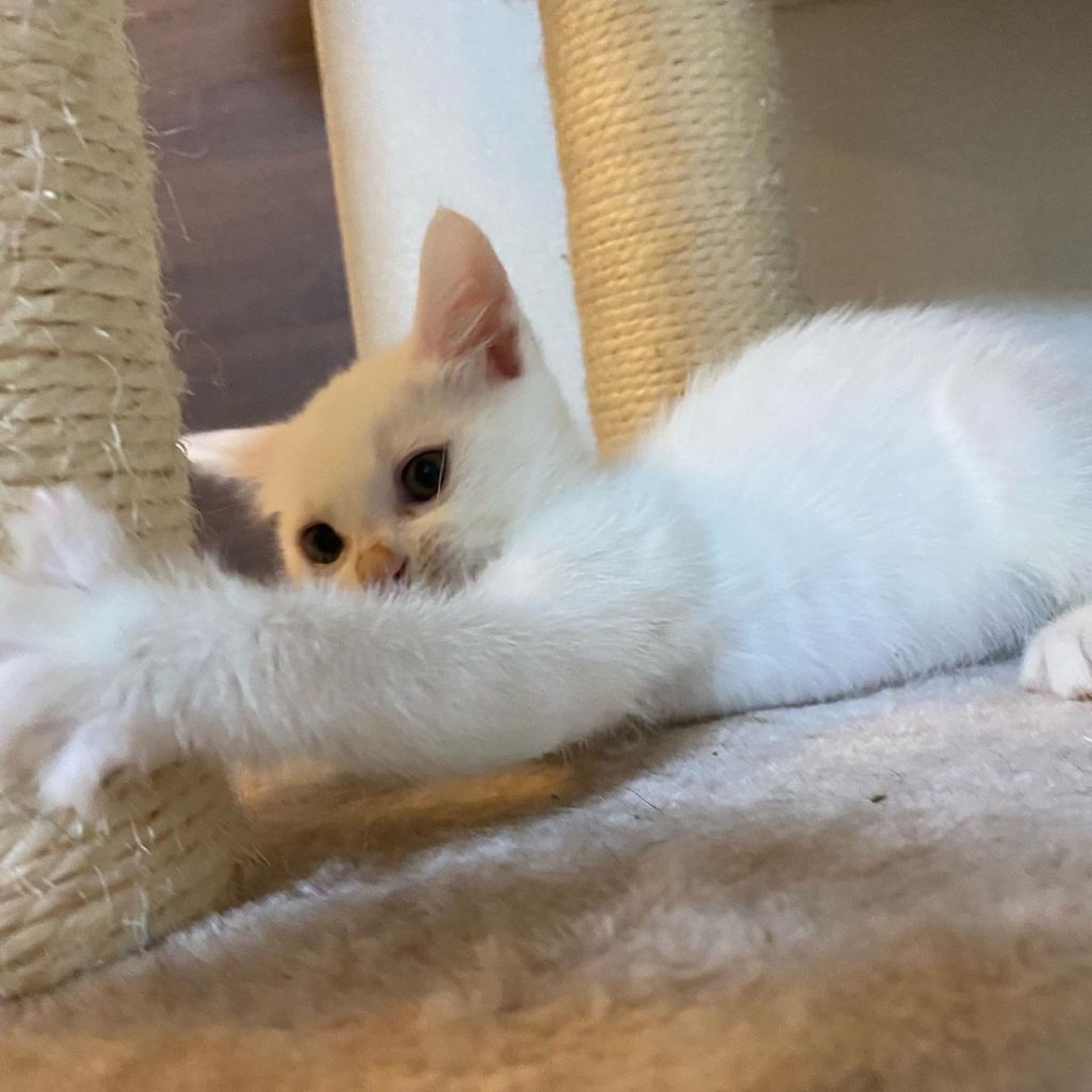 pet-image-2