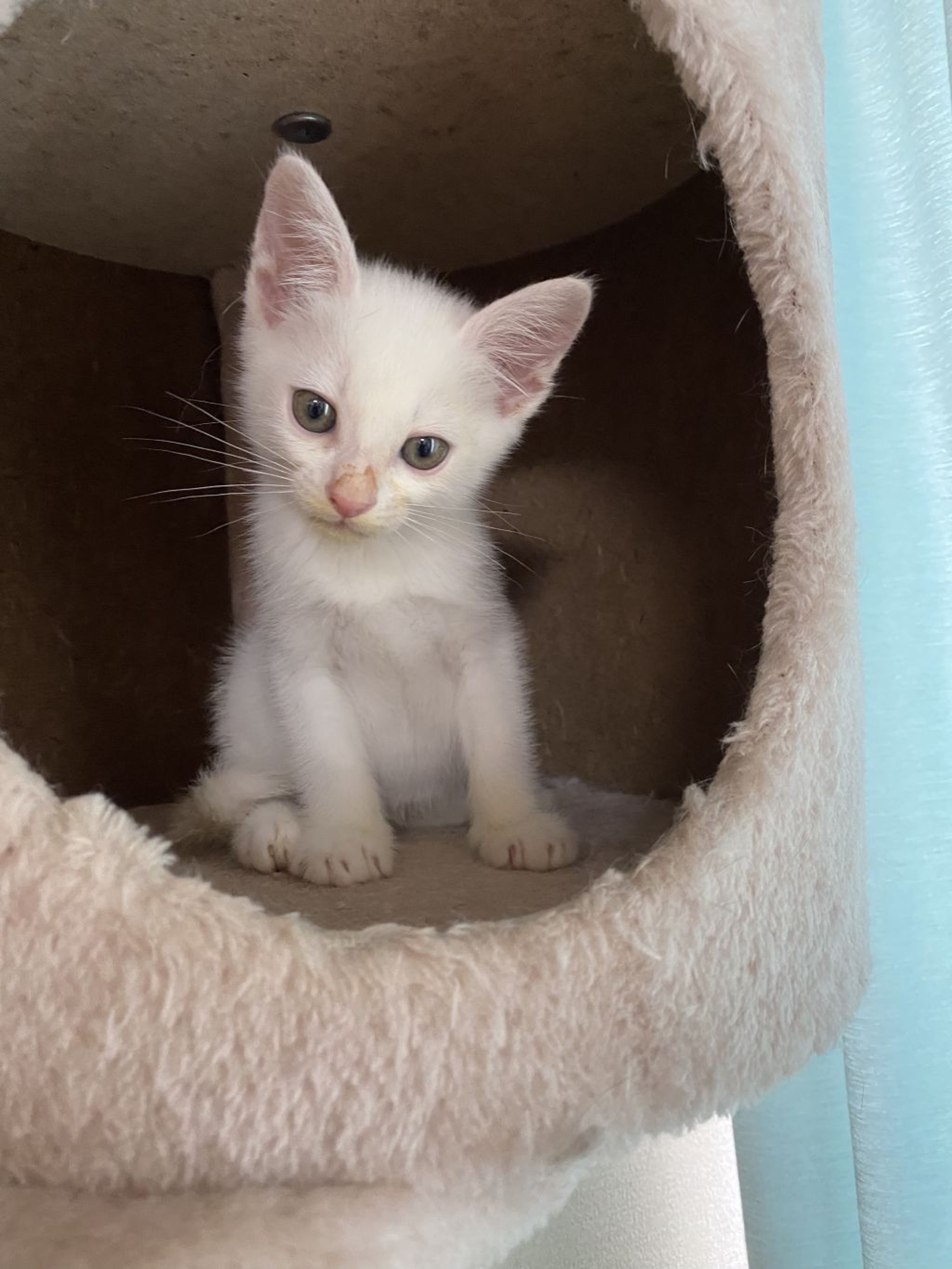 pet-image-4