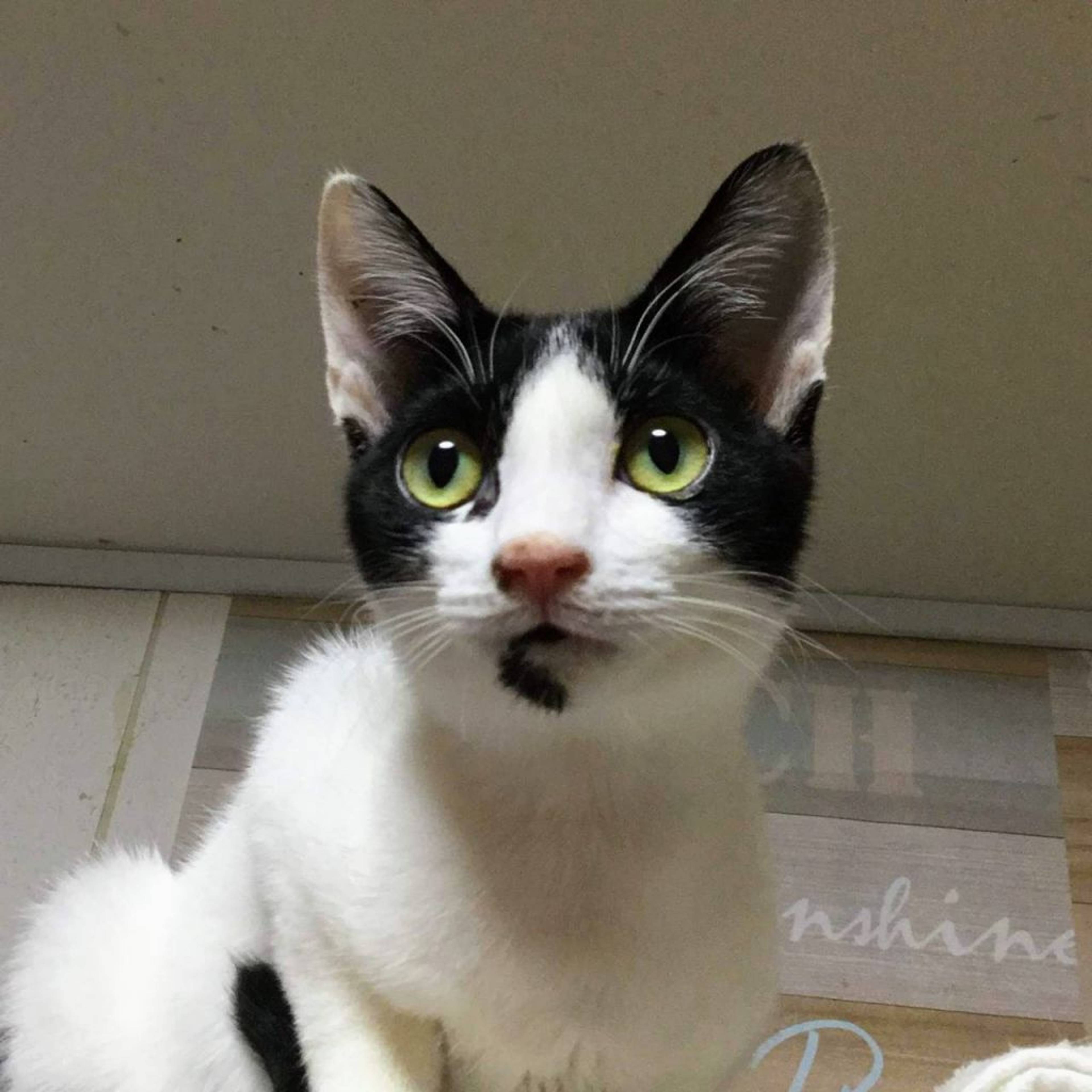 雑種（ミックス猫）・オスの里親募集の写真