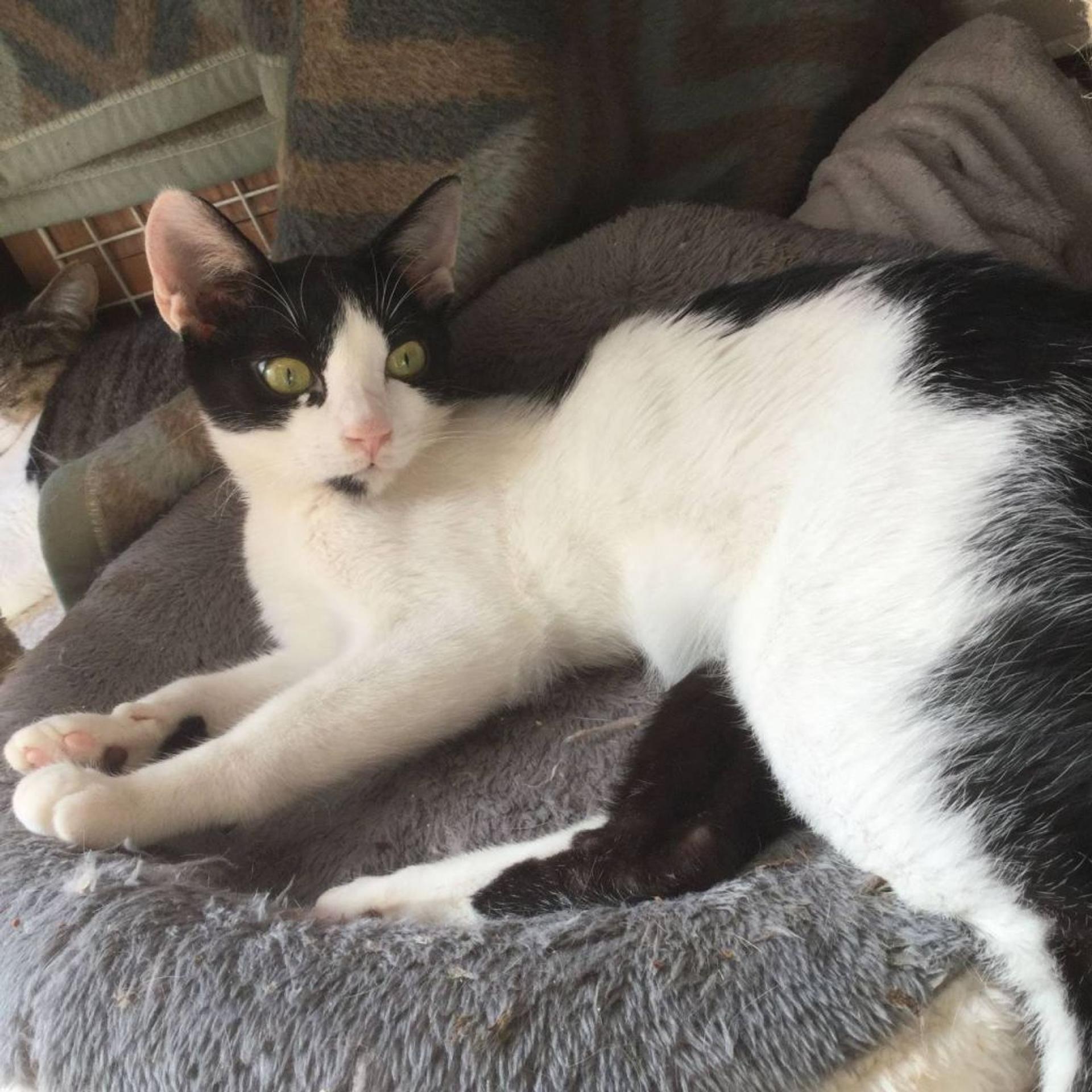 pet-image-2
