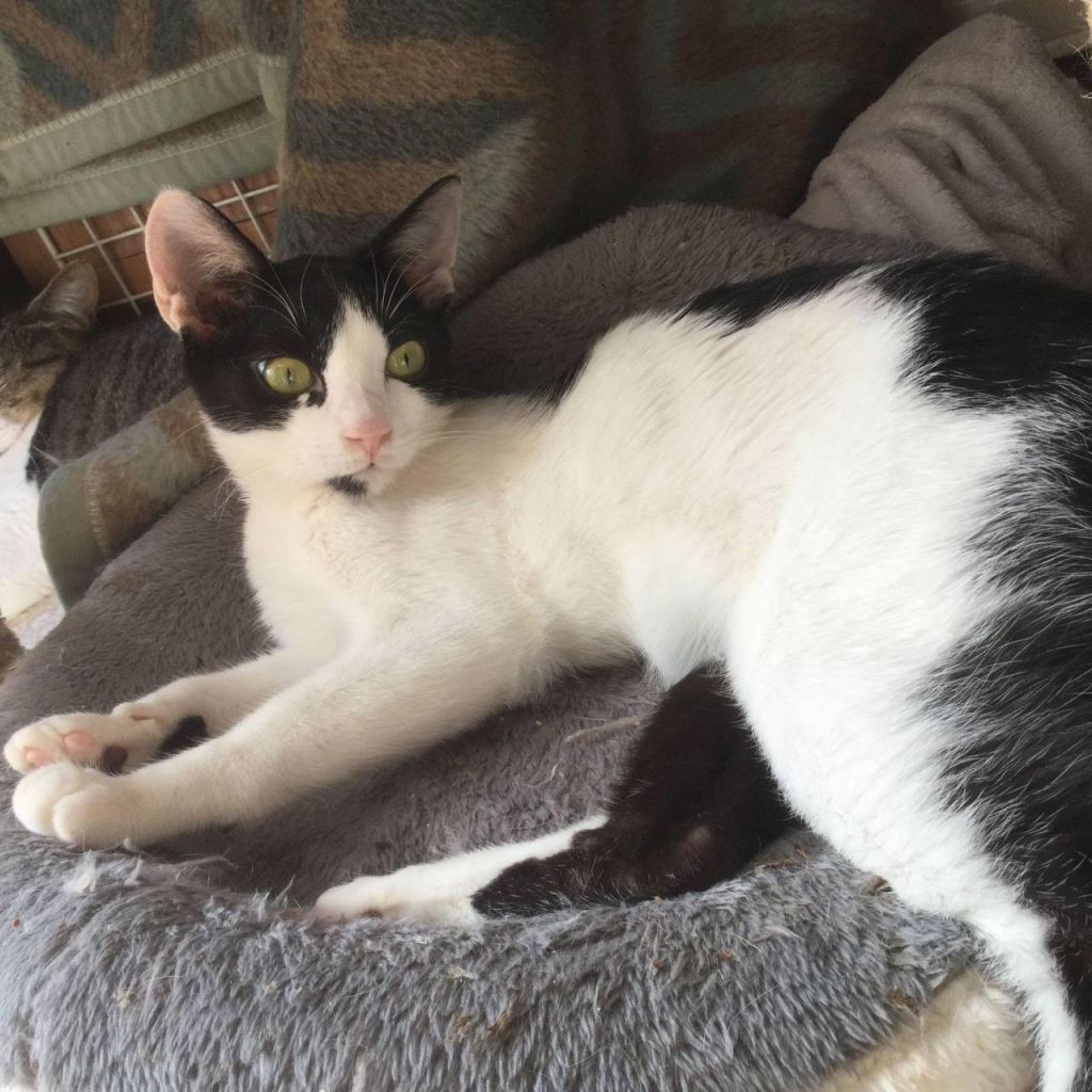 pet-image-2