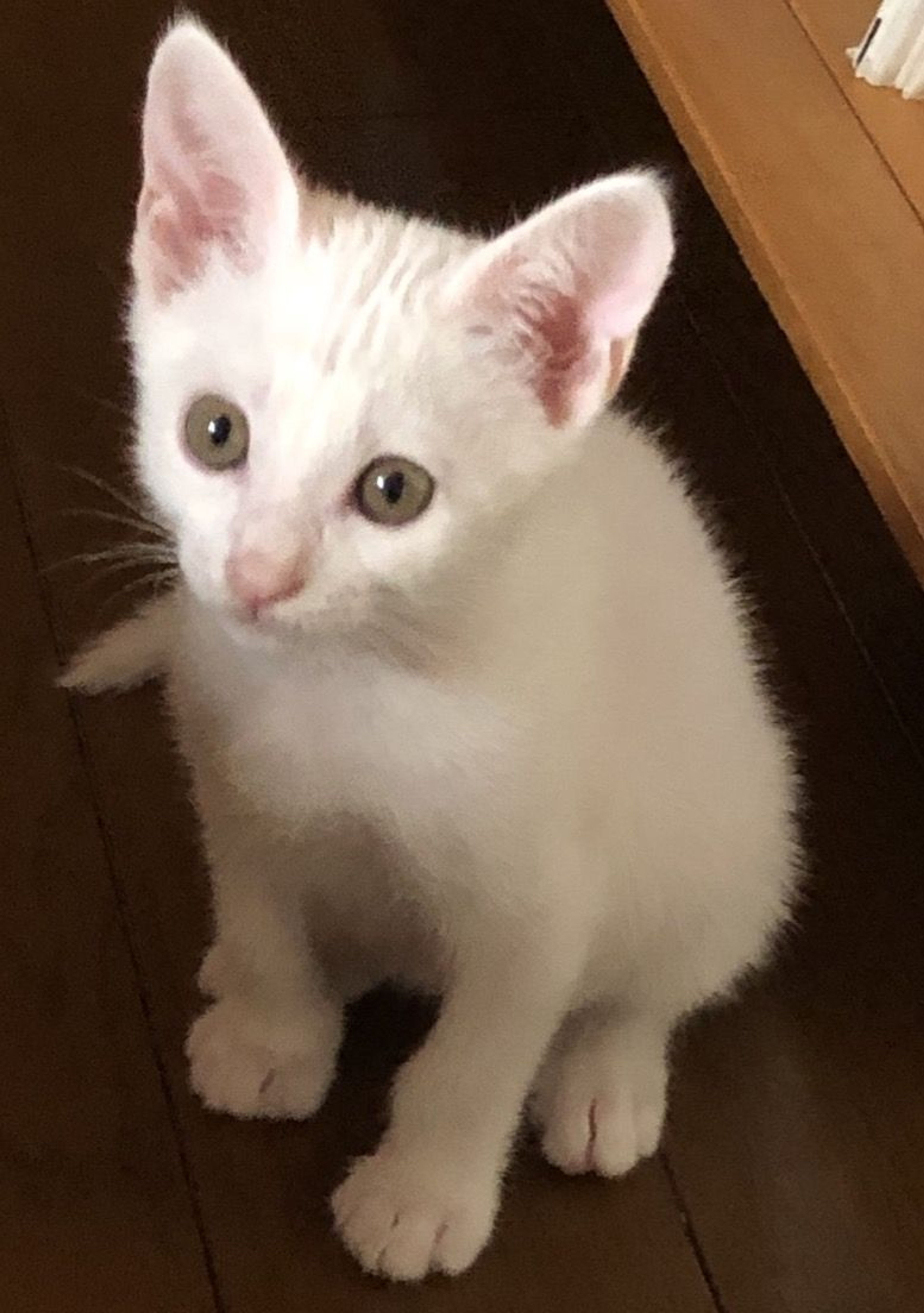 雑種（ミックス猫）・オスの里親募集の写真
