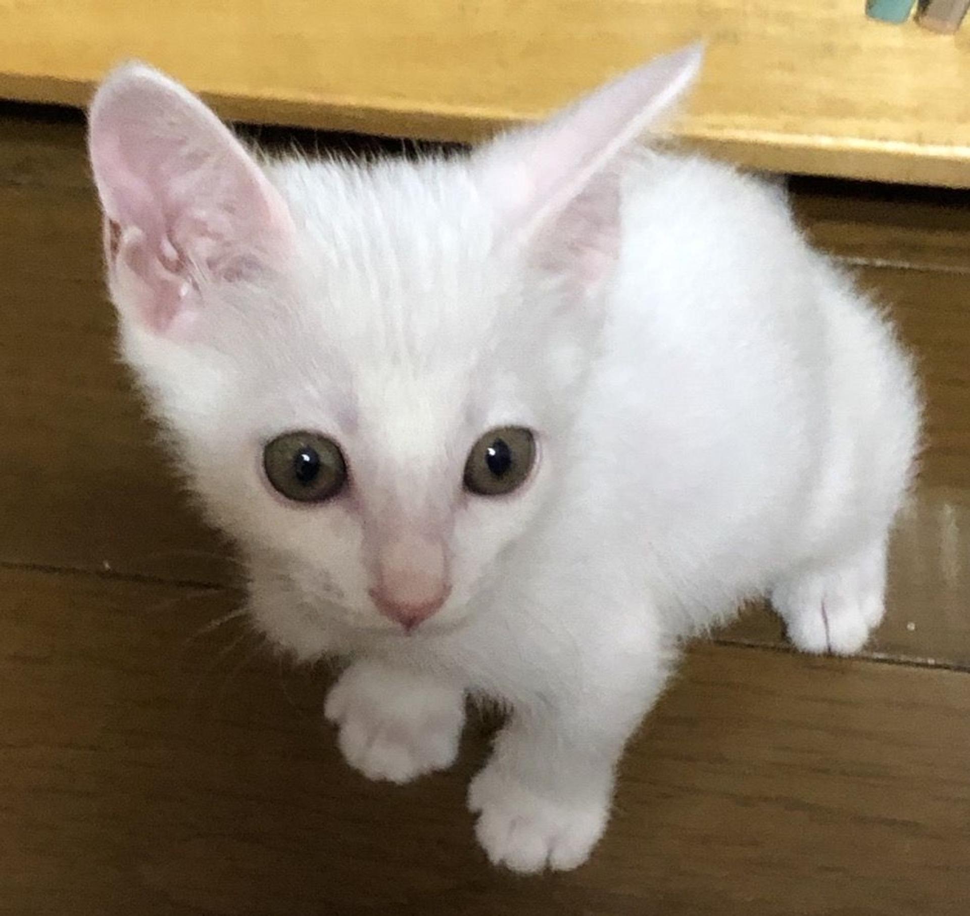 pet-image-3