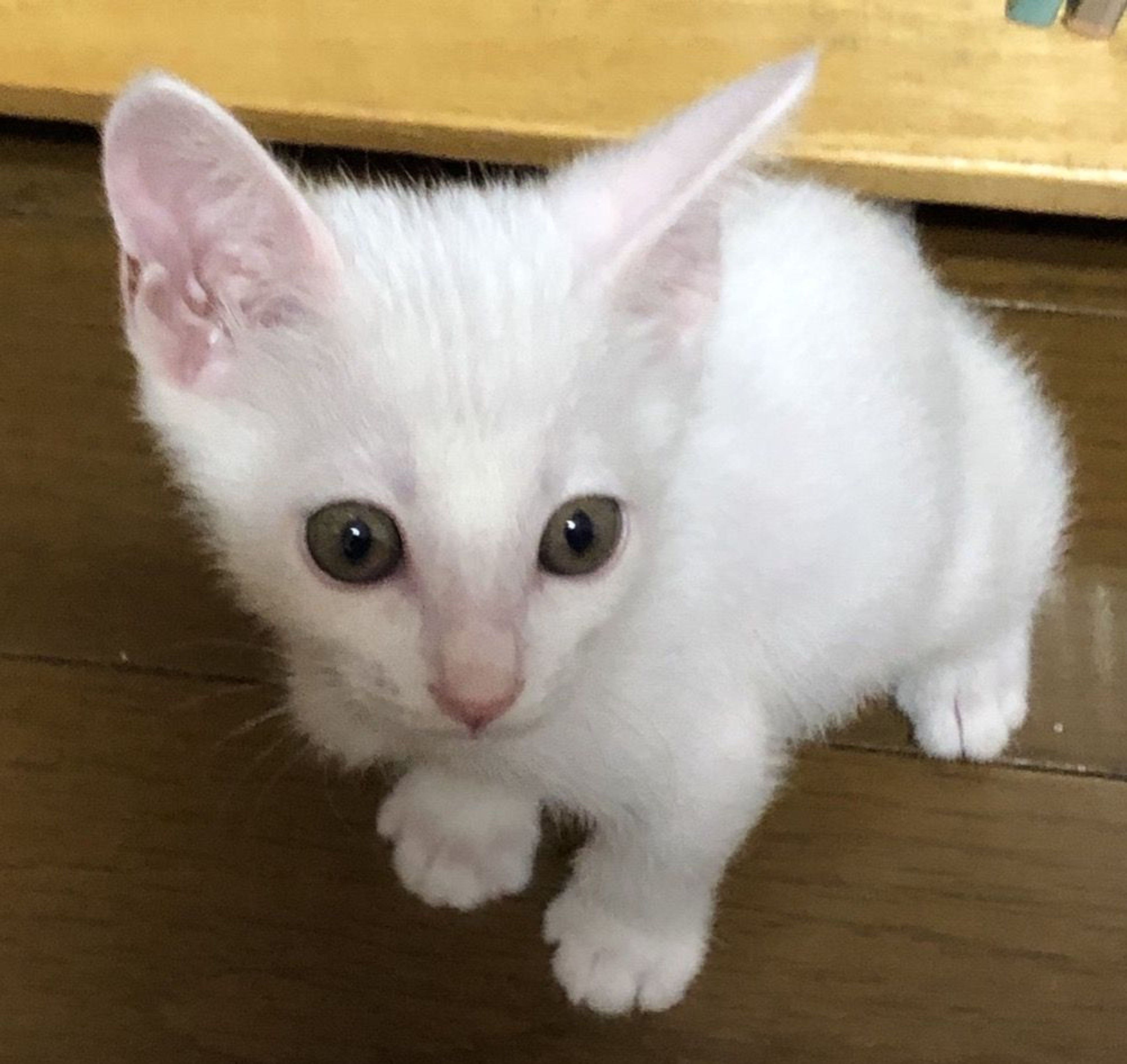 pet-image-3