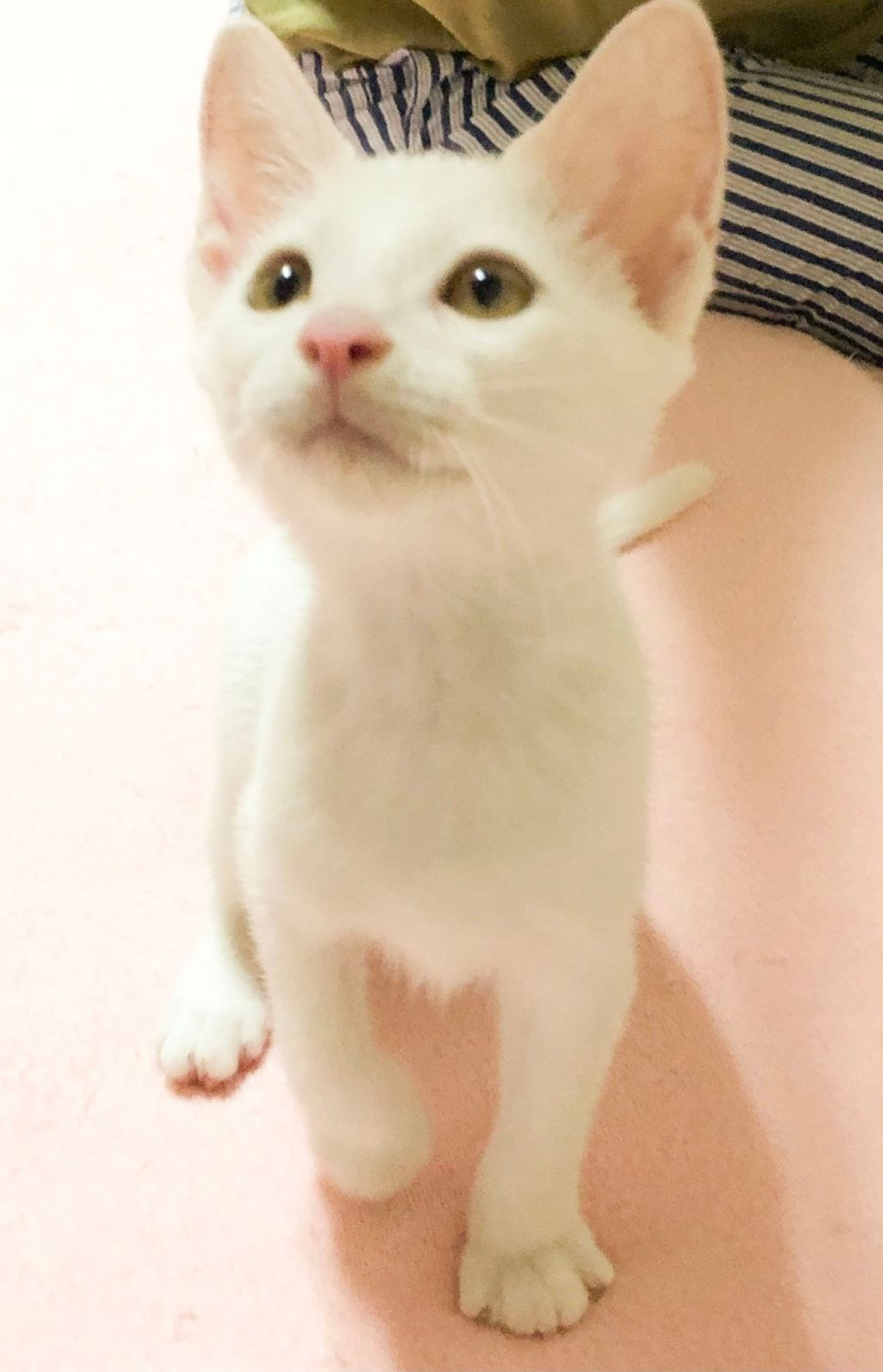 pet-image-2