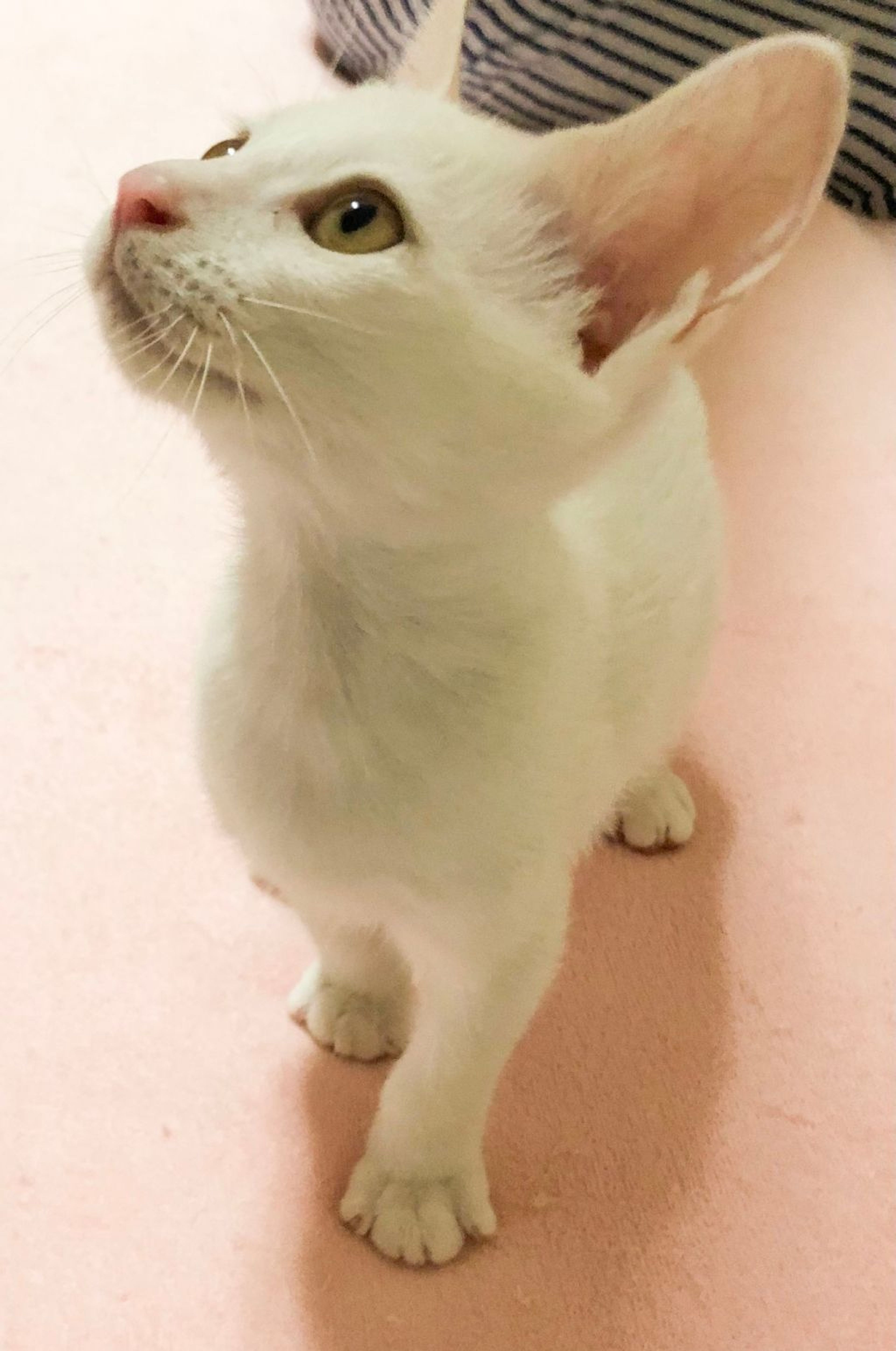 pet-image-4