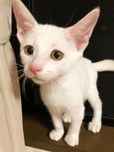 バニラの写真