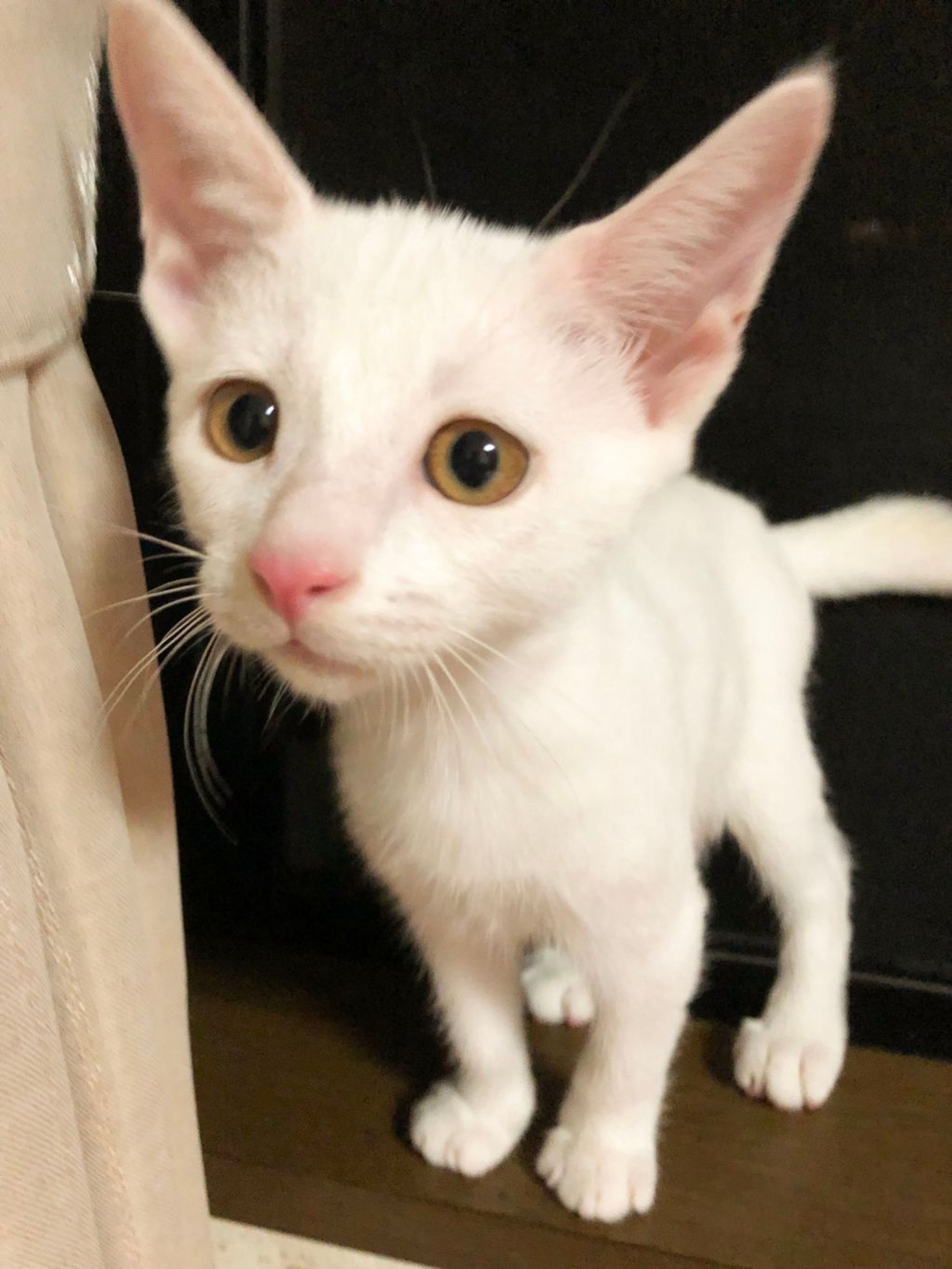 雑種（ミックス猫）・メスの里親募集の写真