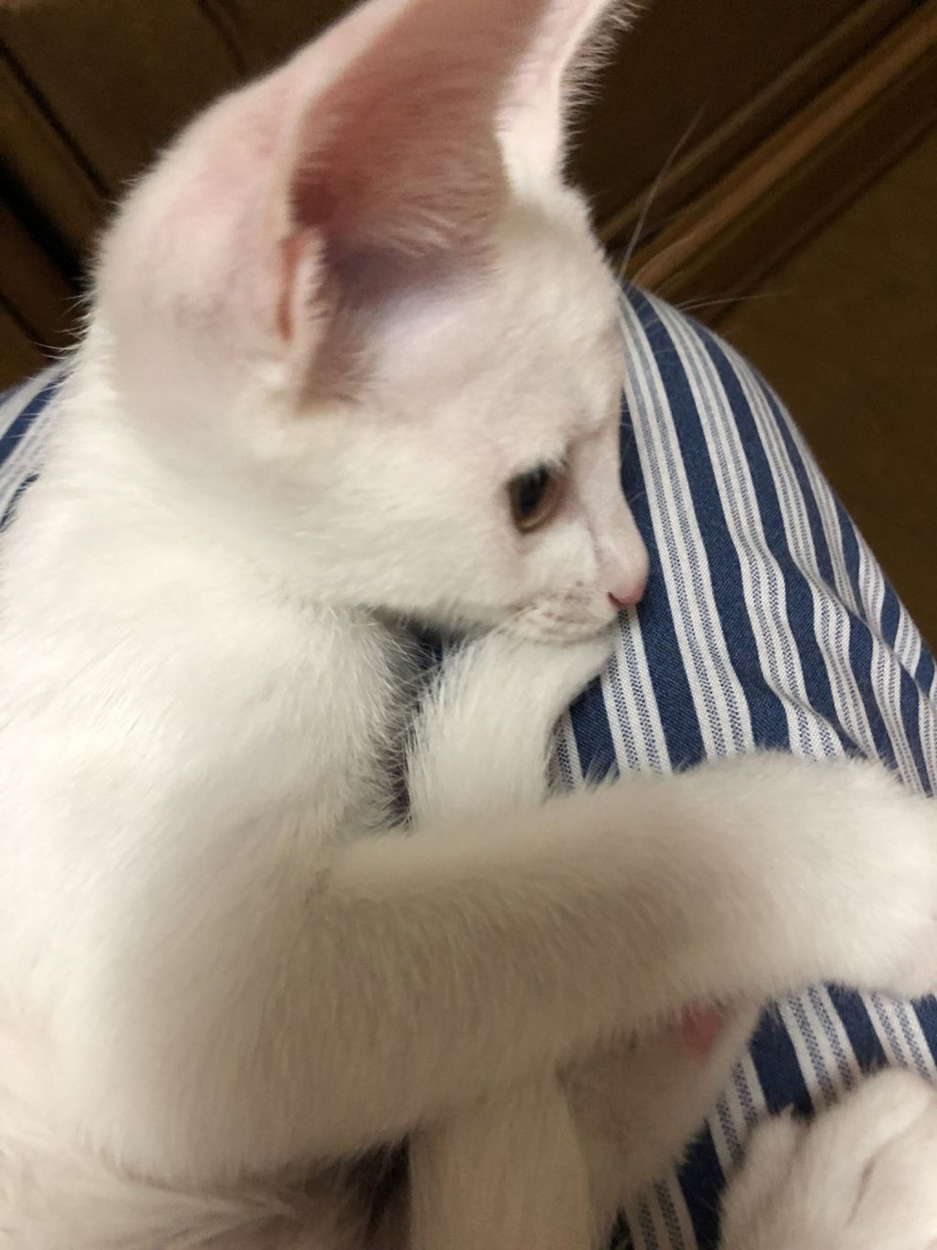 pet-image-3