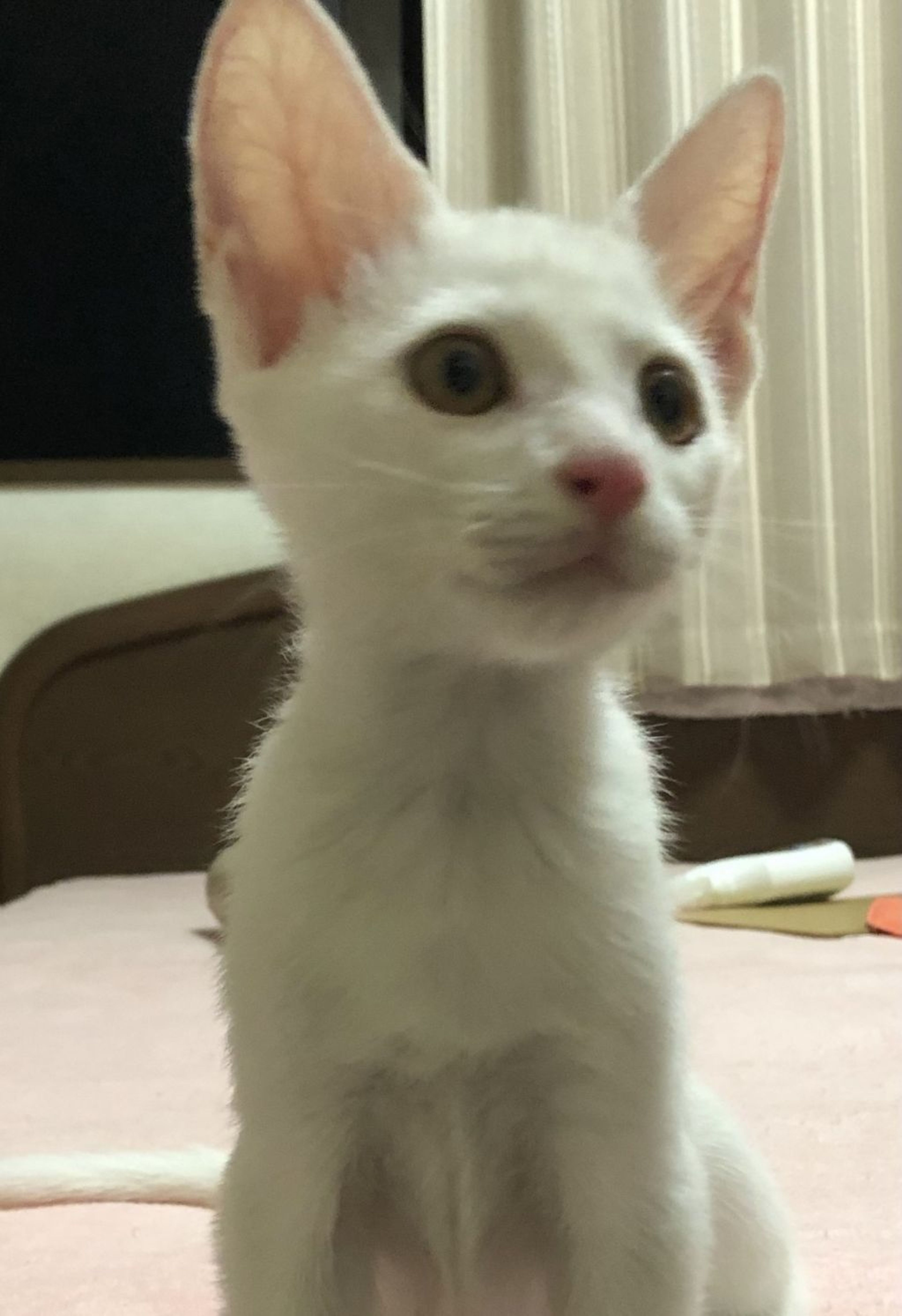 pet-image-4