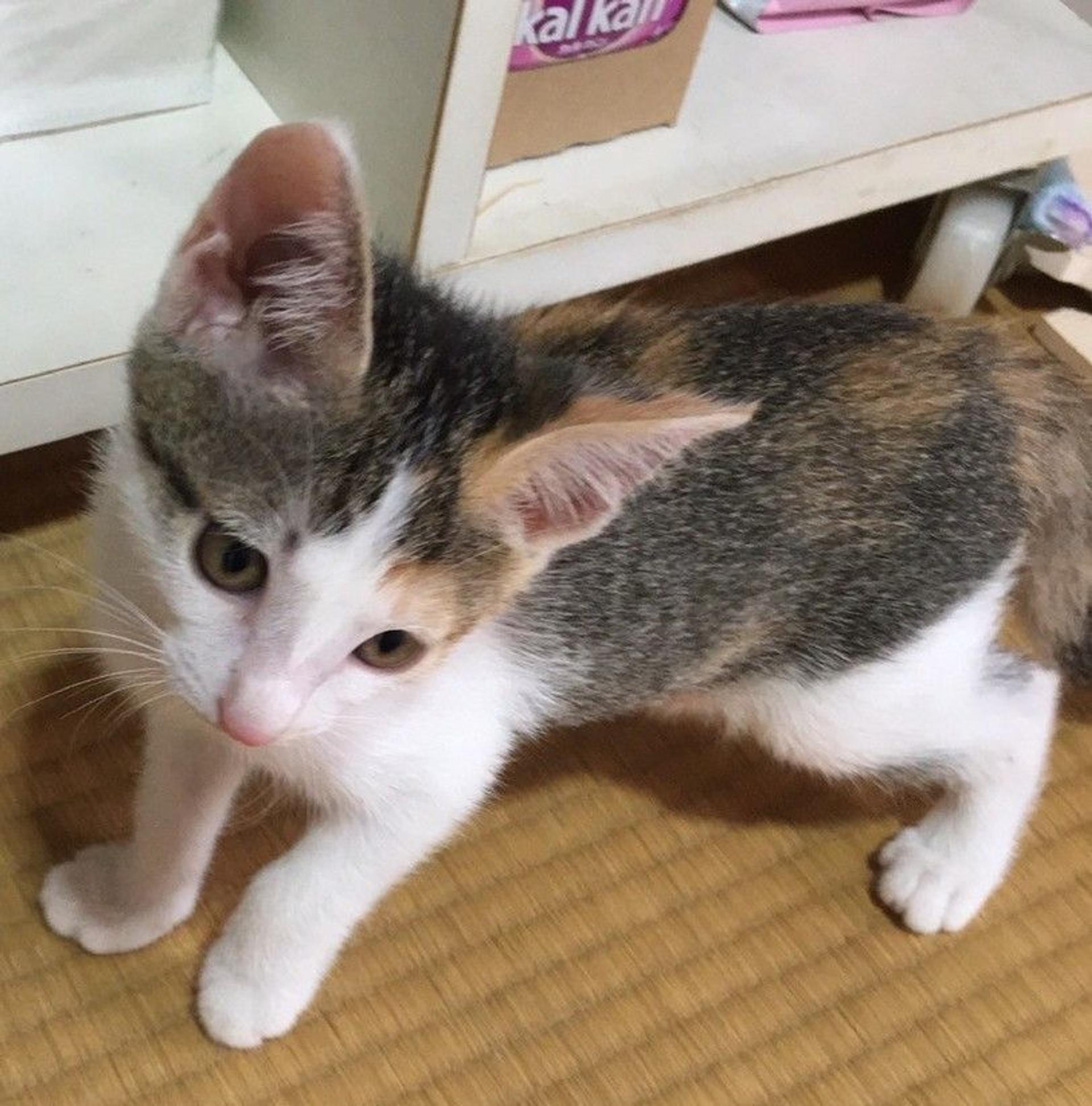 pet-image-2