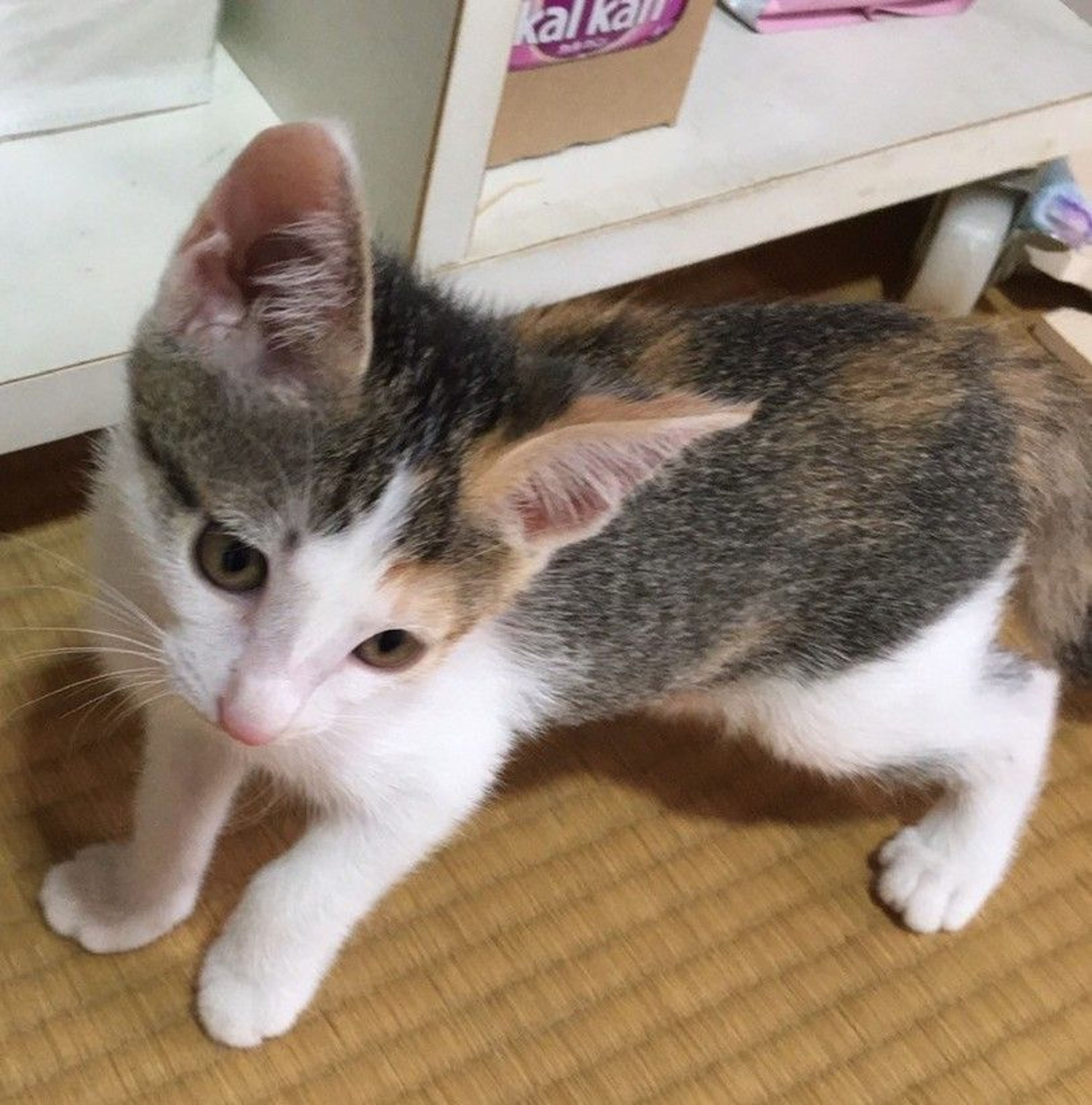 pet-image-2