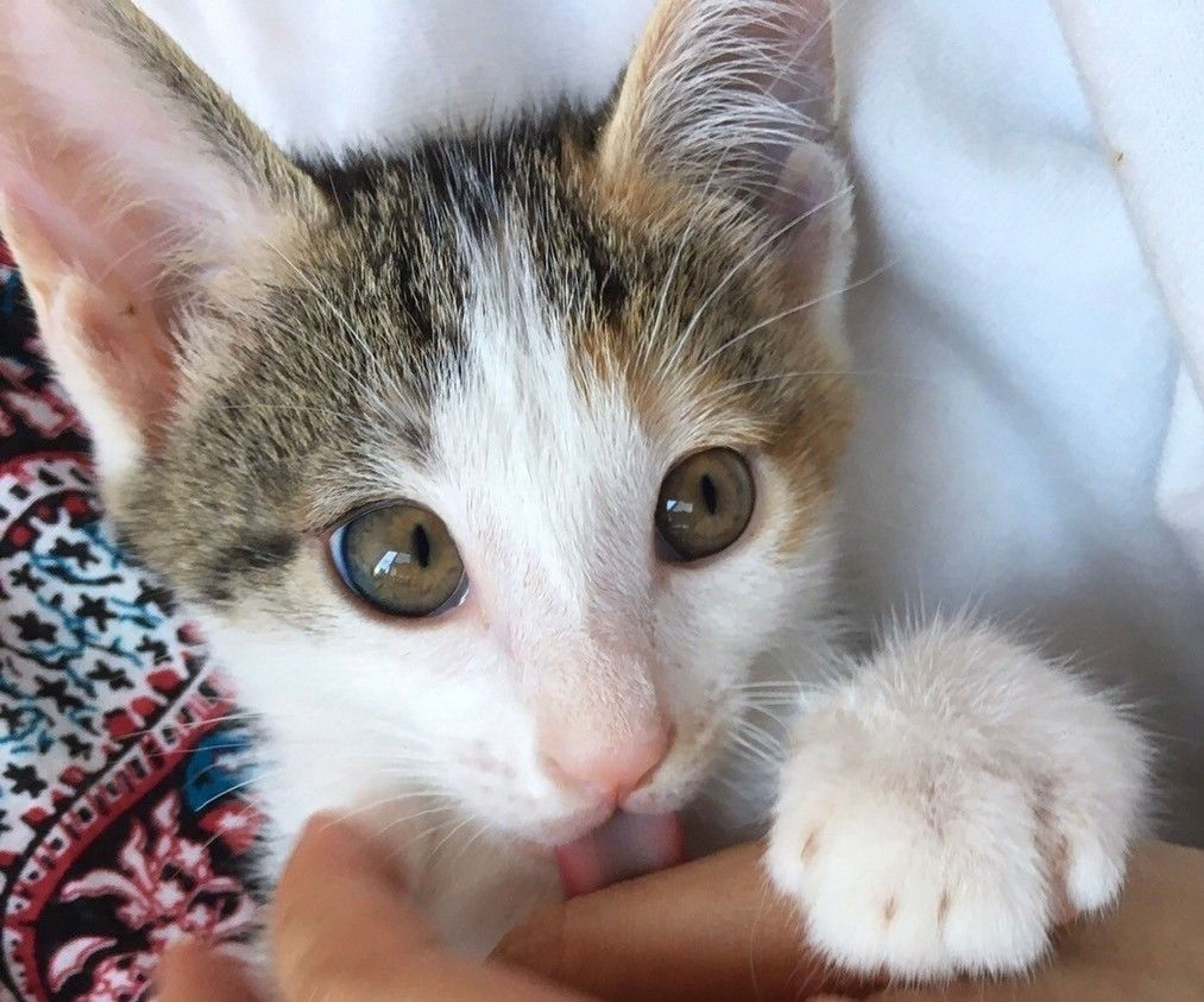 pet-image-3