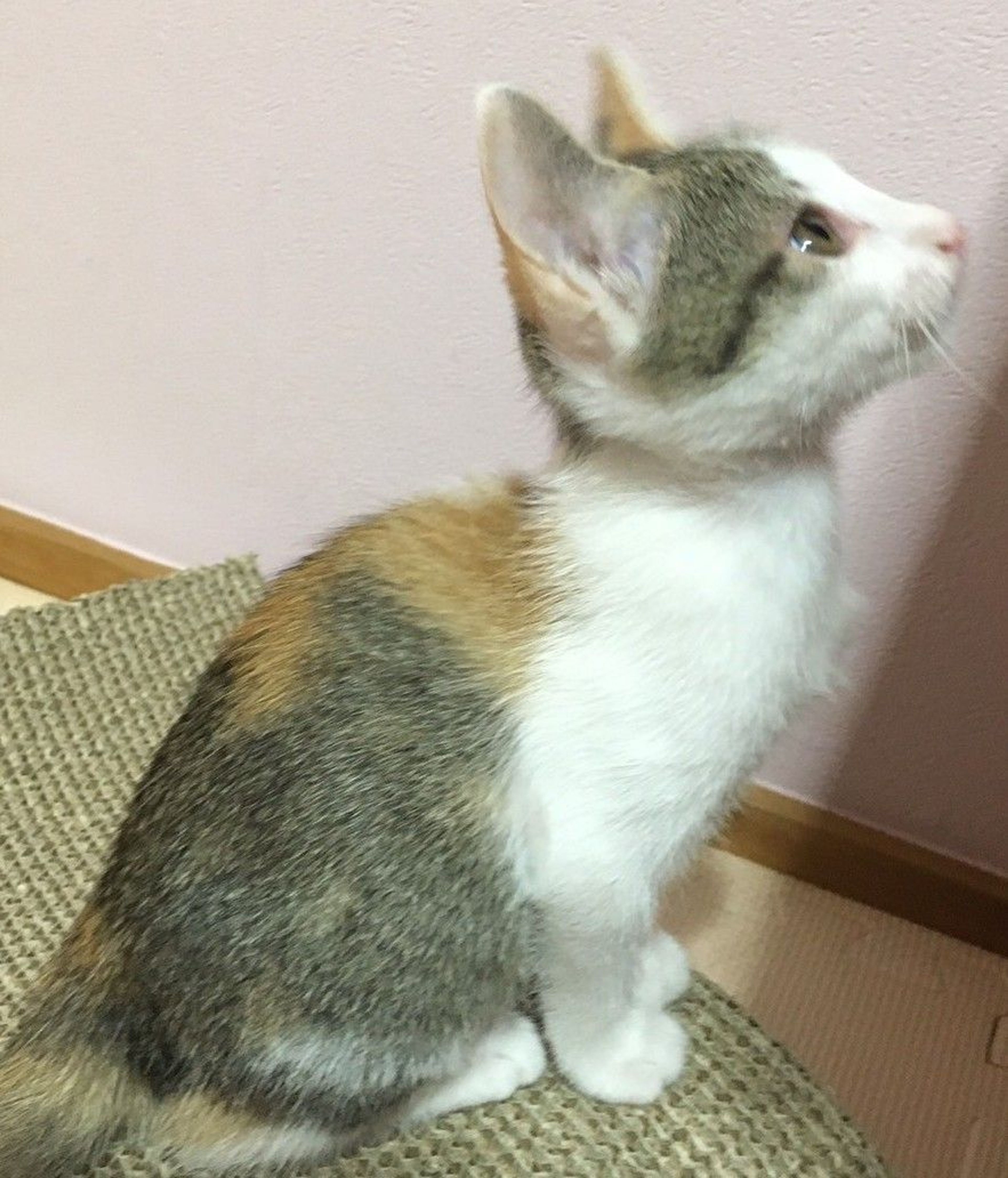 pet-image-4