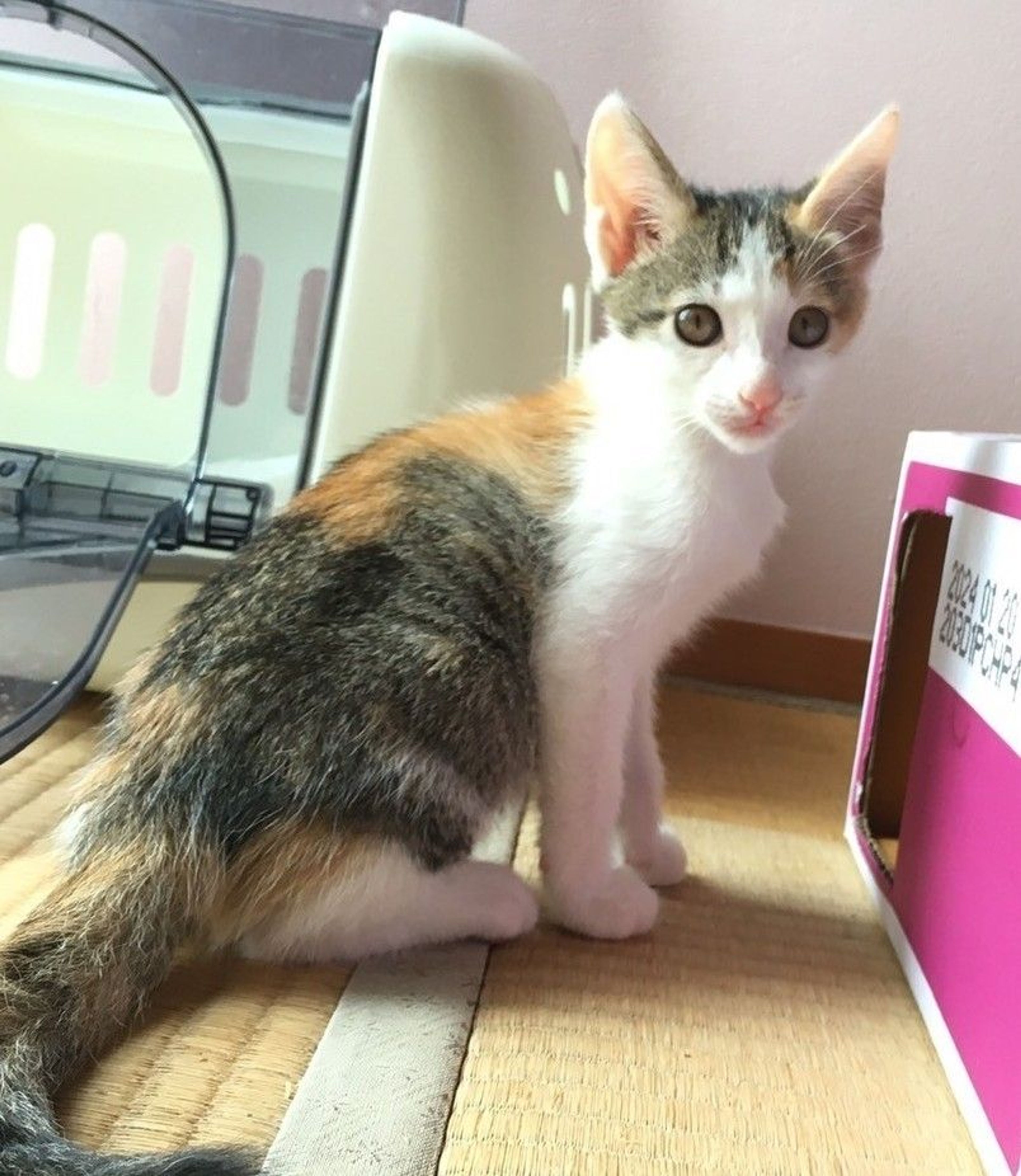 pet-image-5