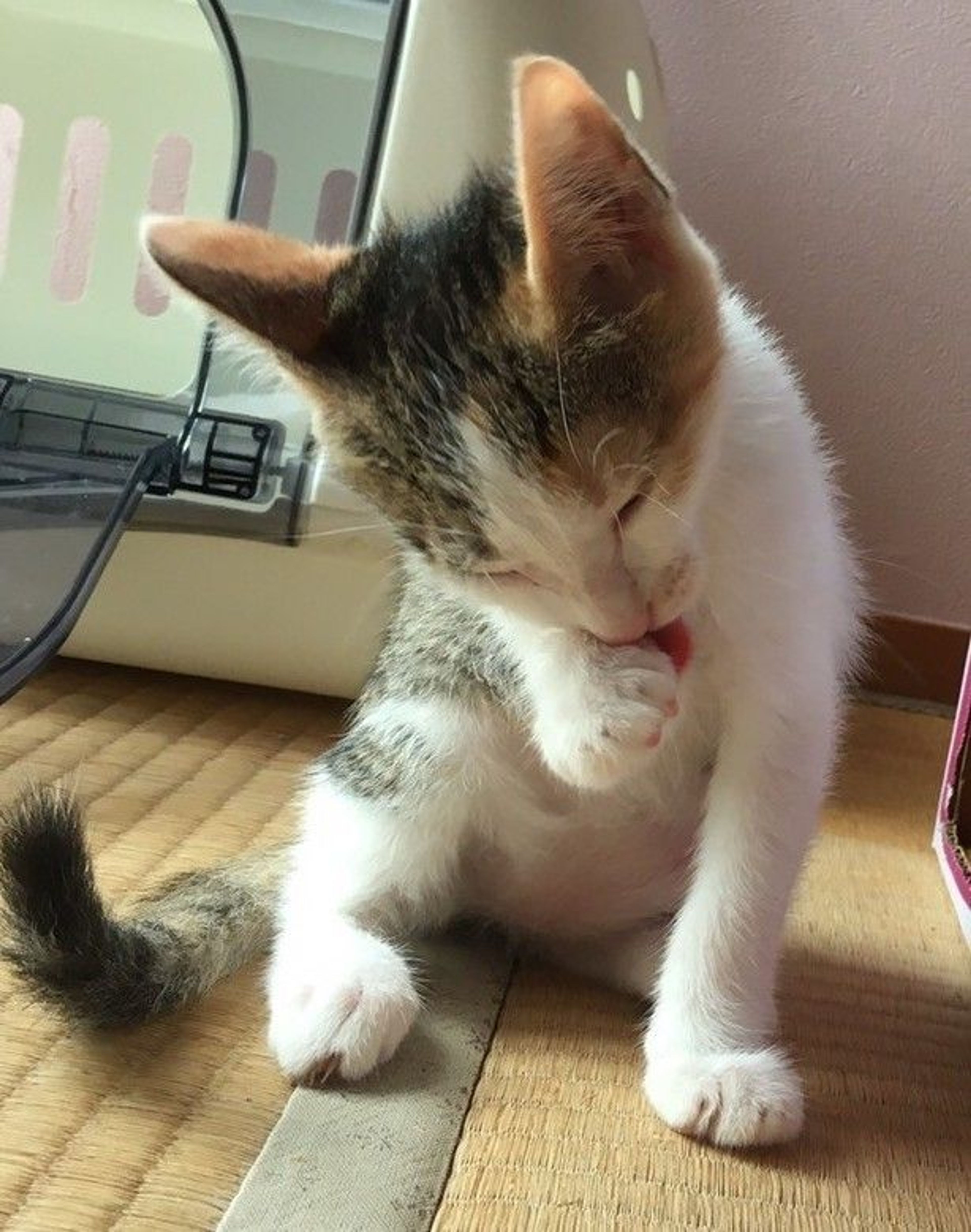 pet-image-6
