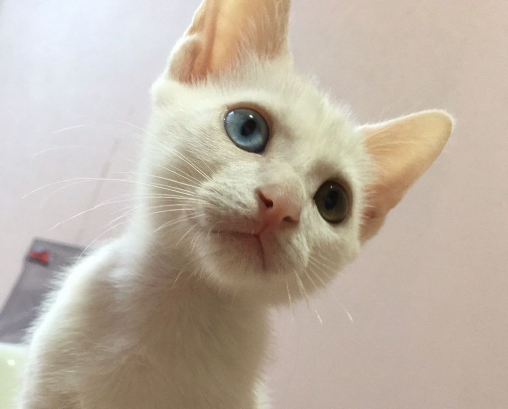 雑種（ミックス猫）・オスの里親募集の写真