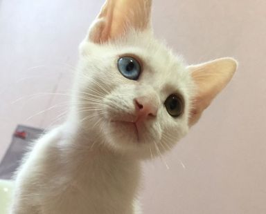 ハニエルの写真