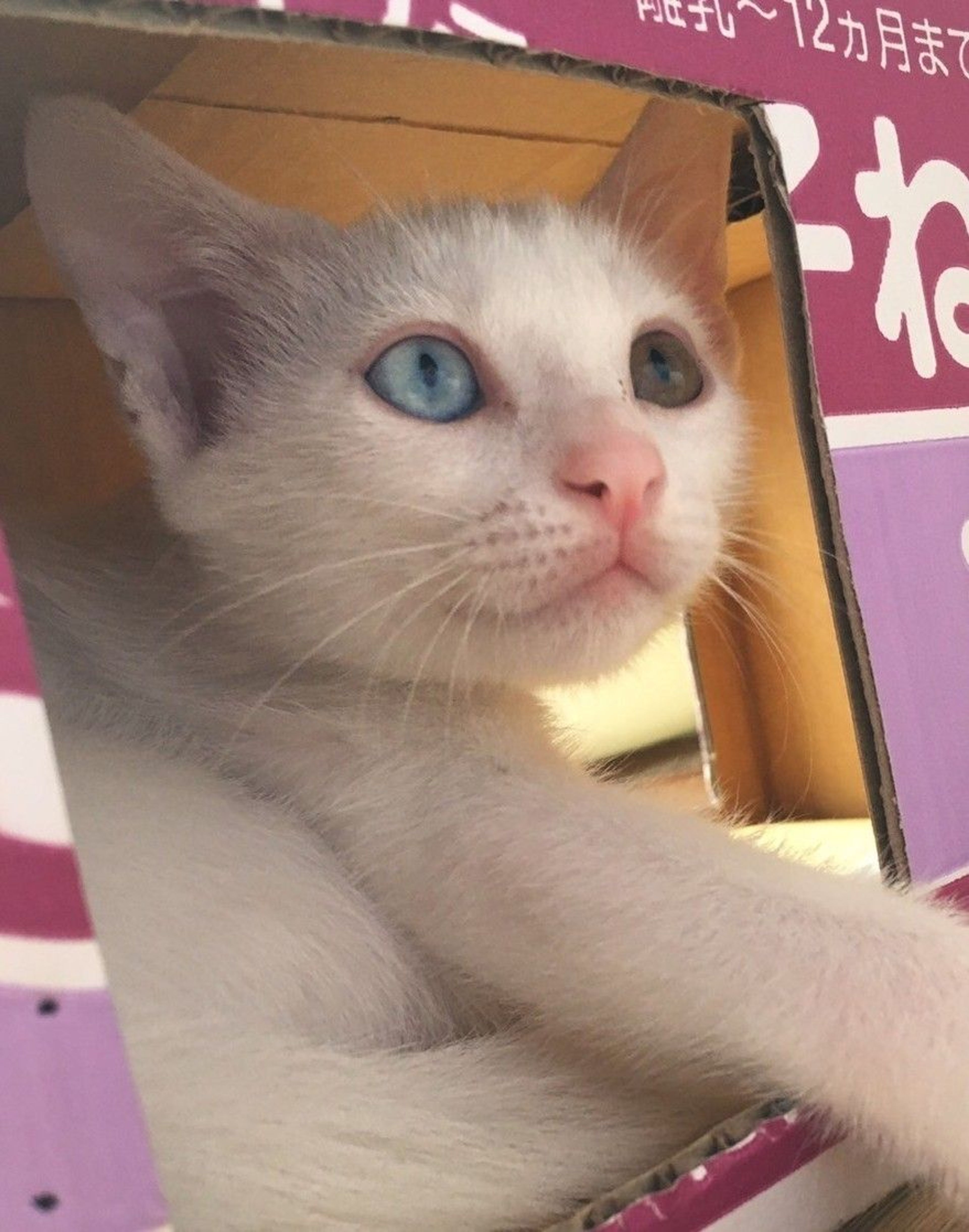 pet-image-2