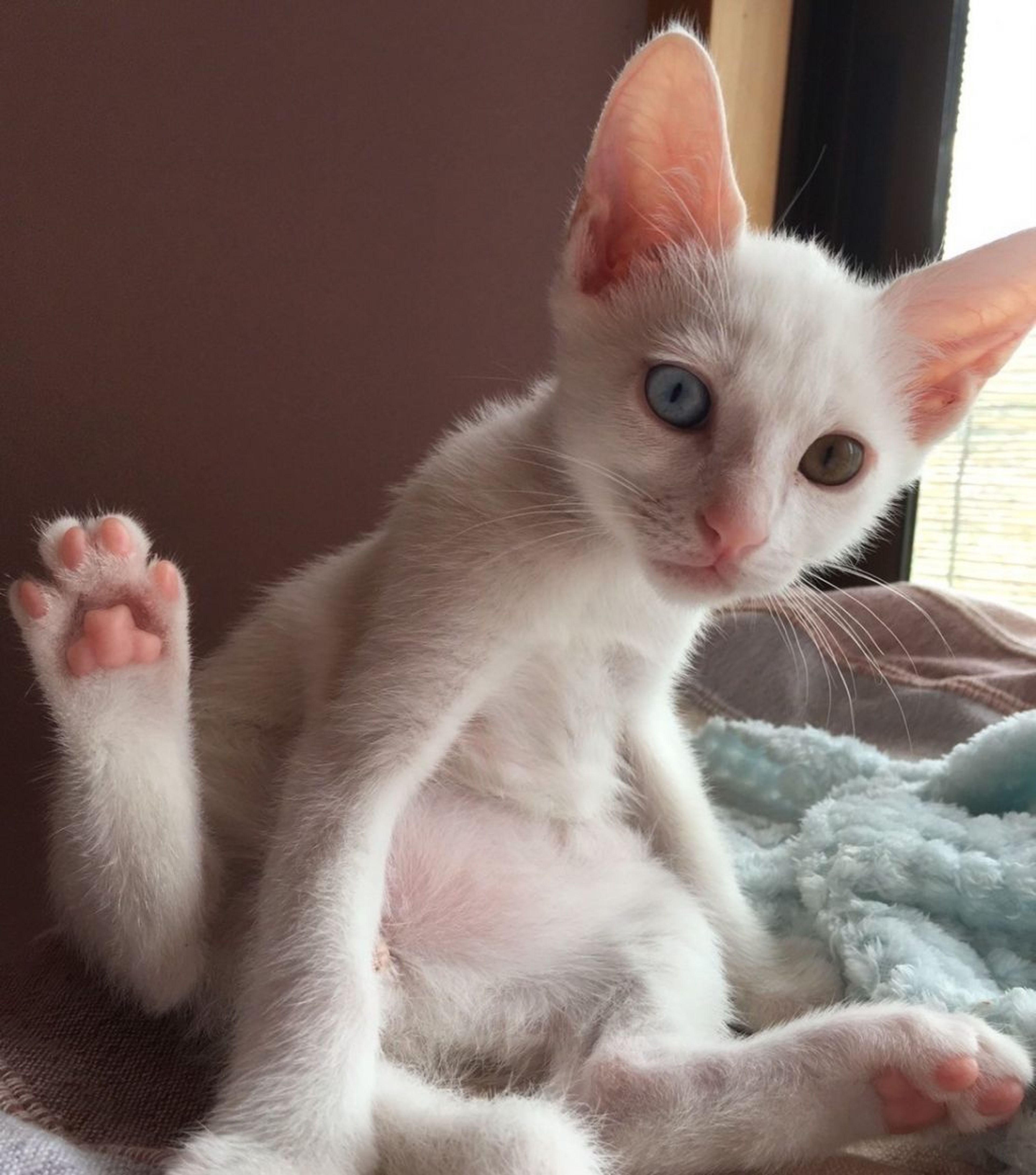 pet-image-3