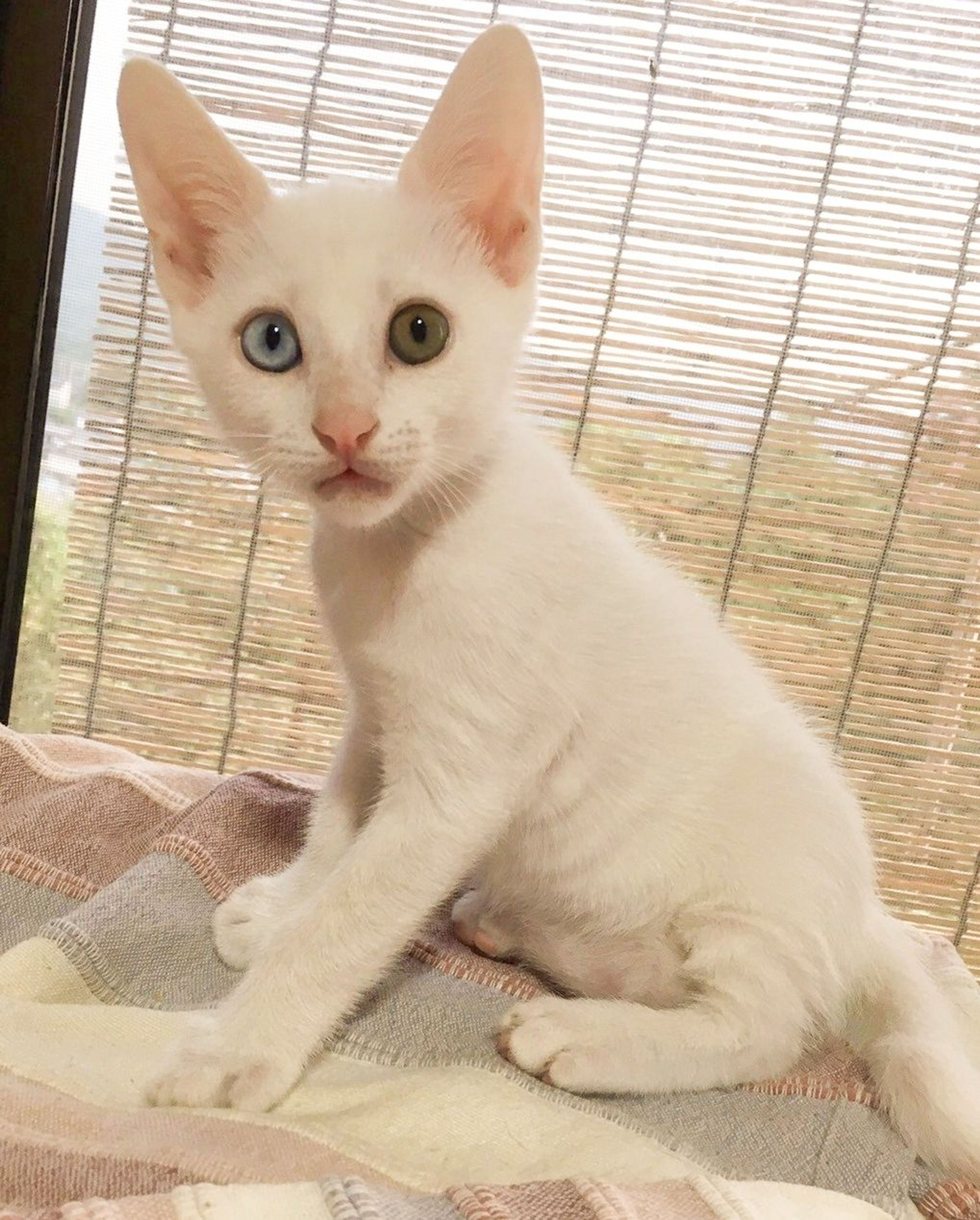 pet-image-4