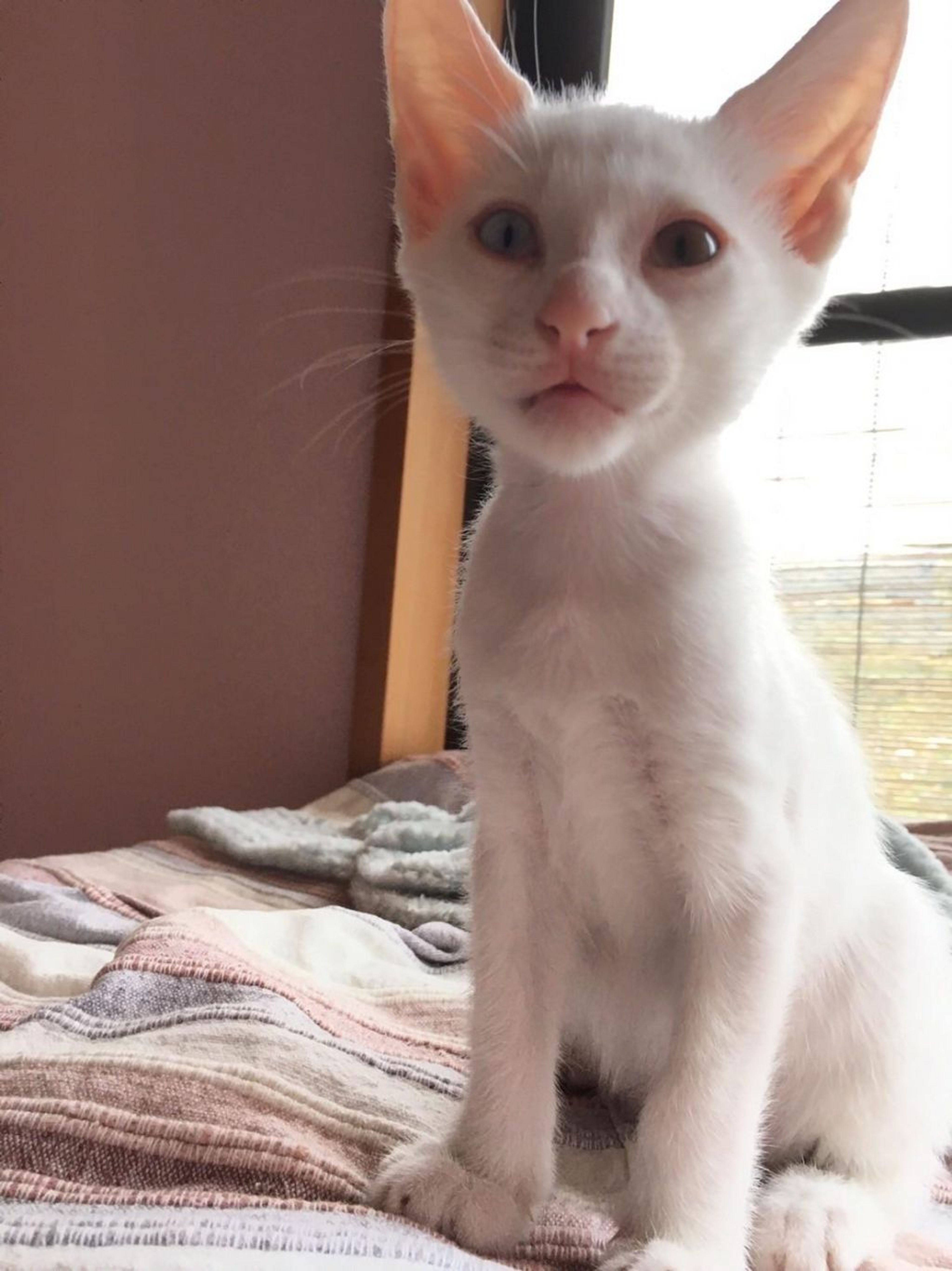 pet-image-5
