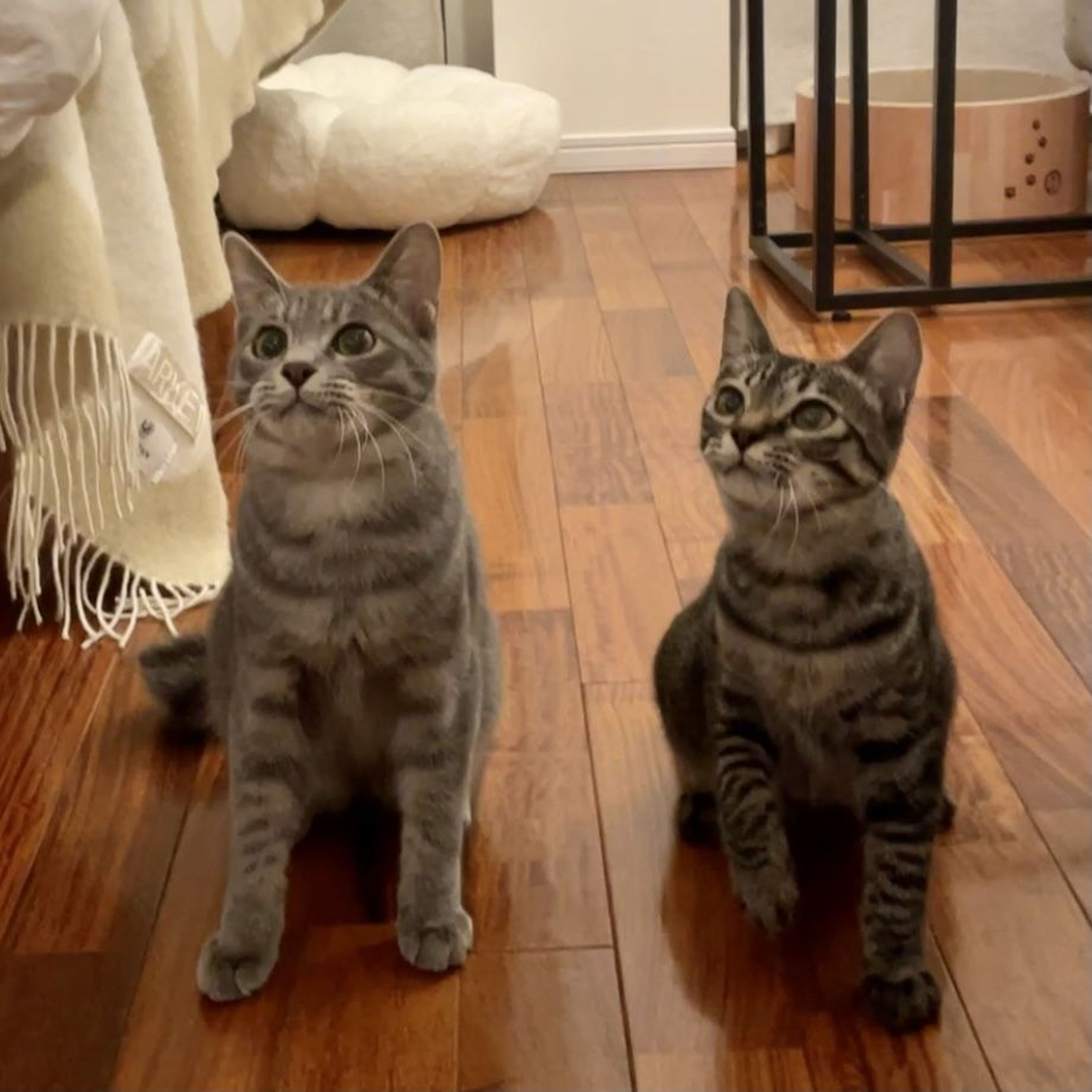 pet-image-5