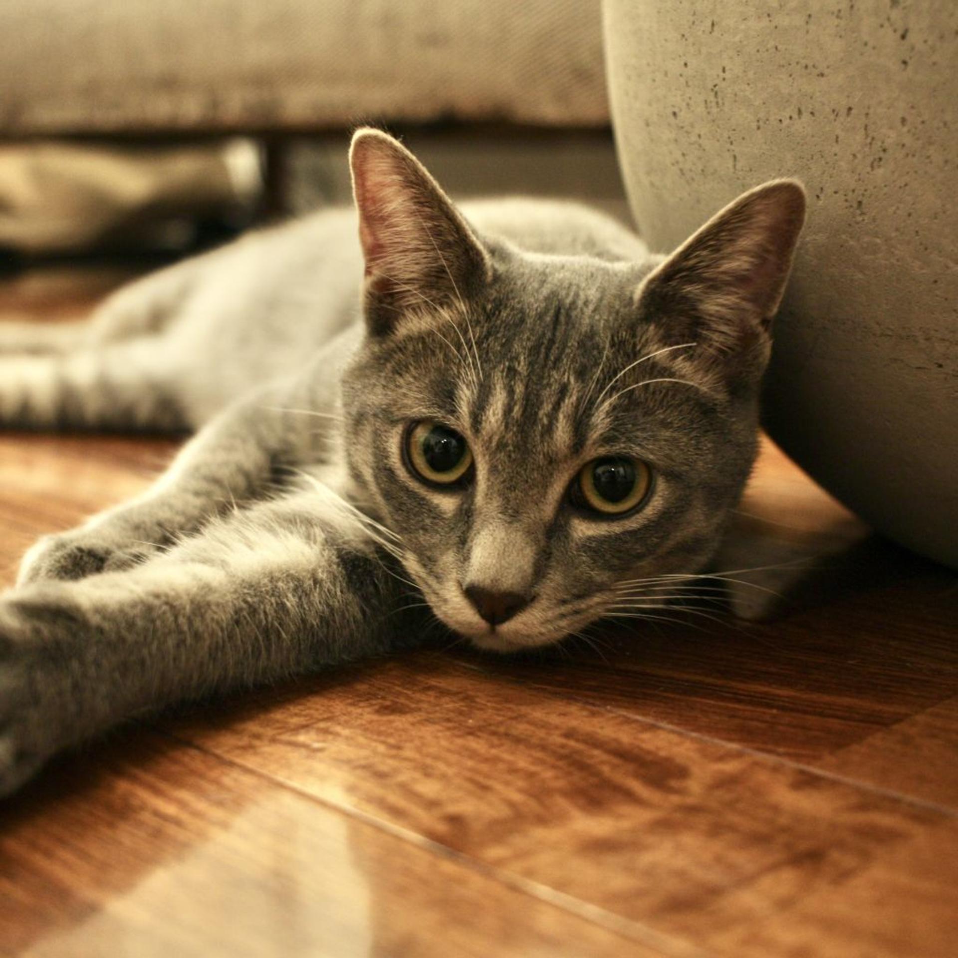 pet-image-2