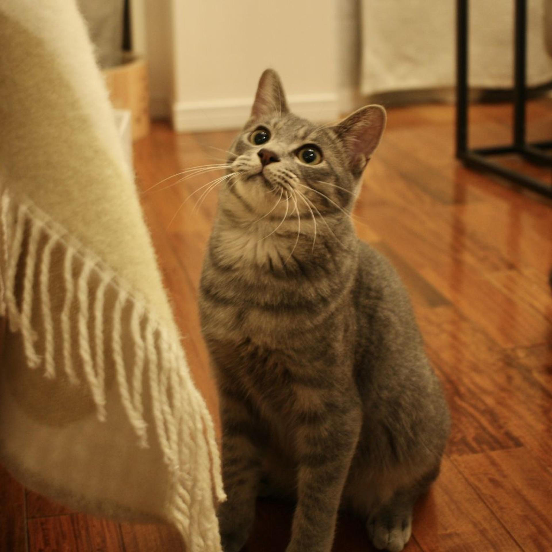 pet-image-4