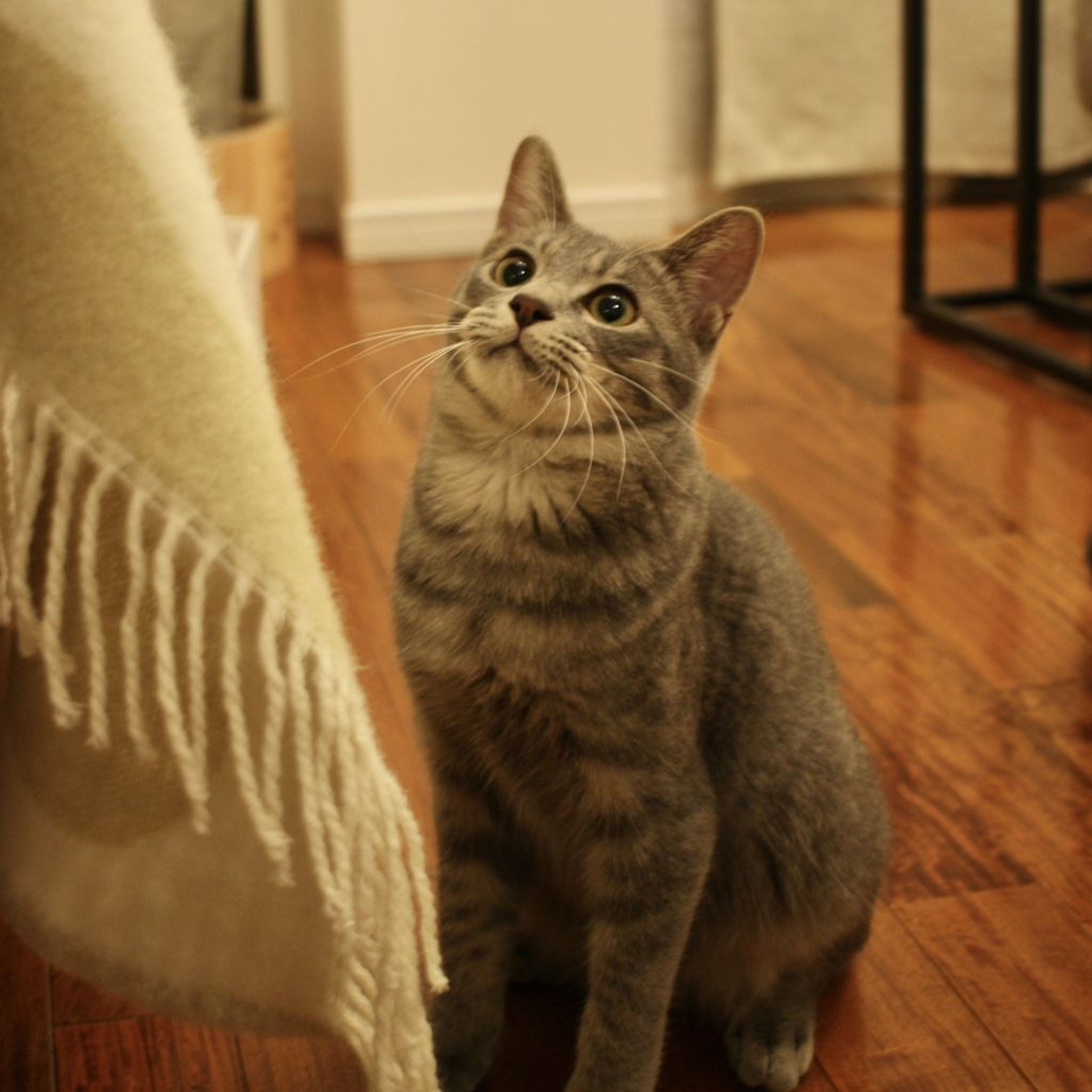 pet-image-4