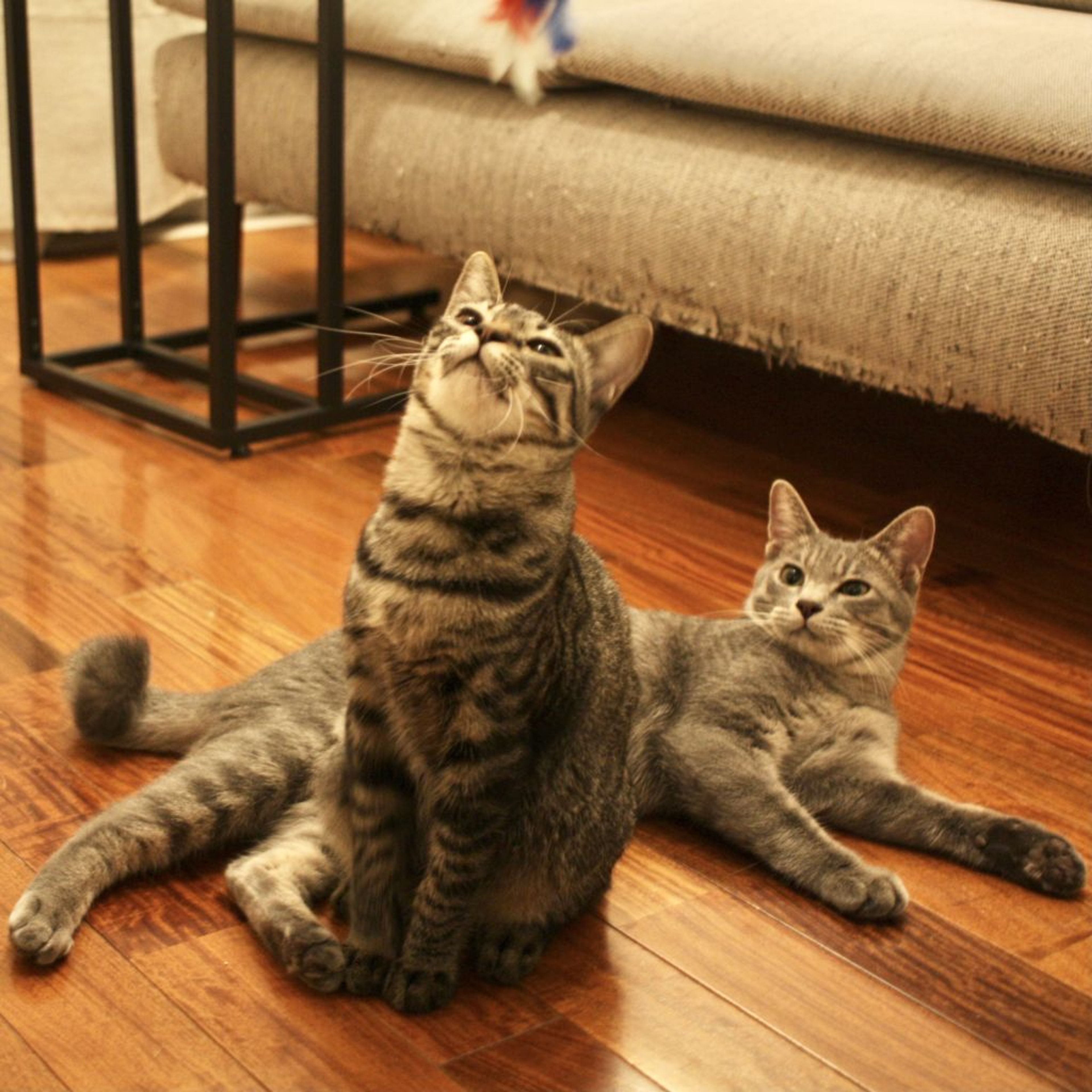 pet-image-6