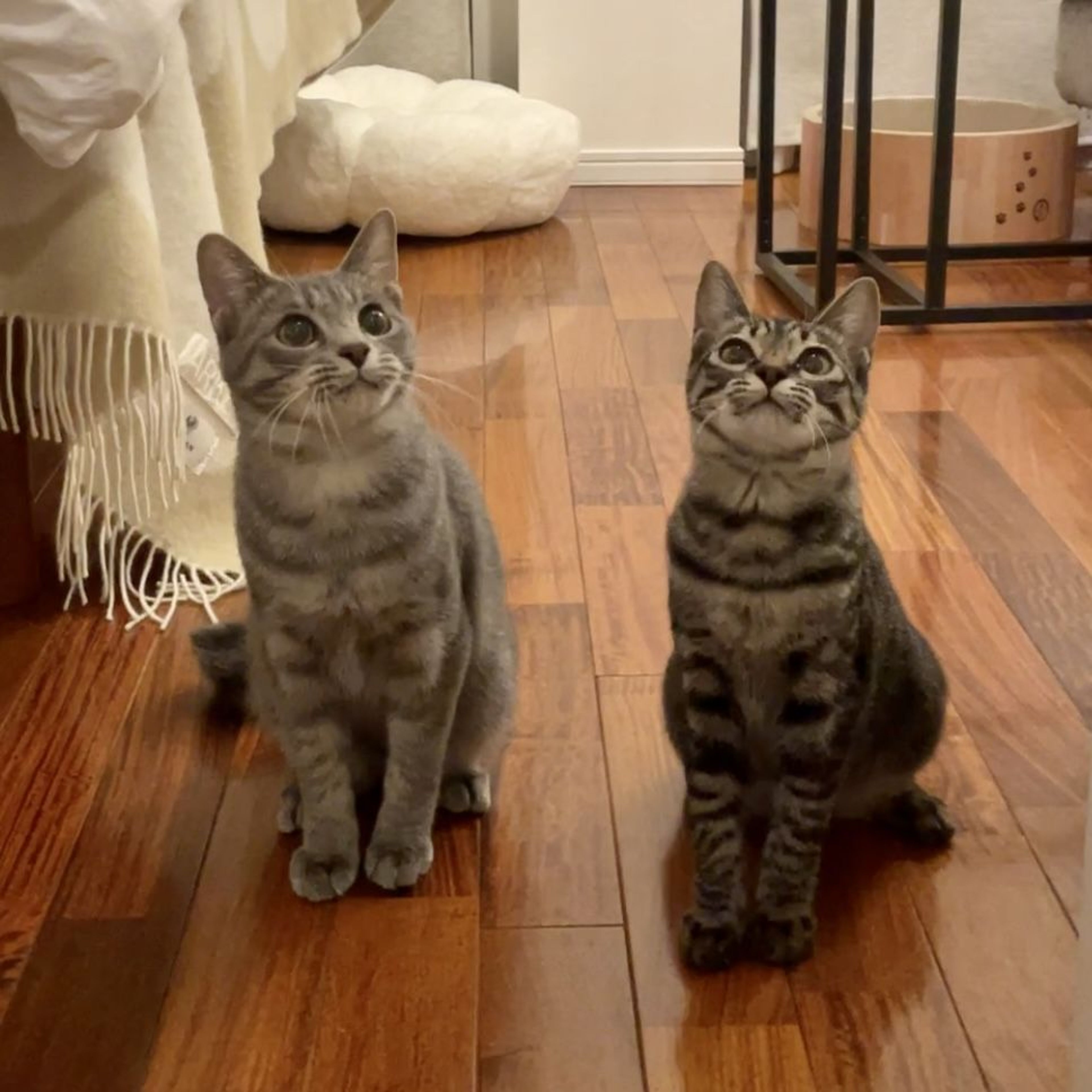pet-image-7