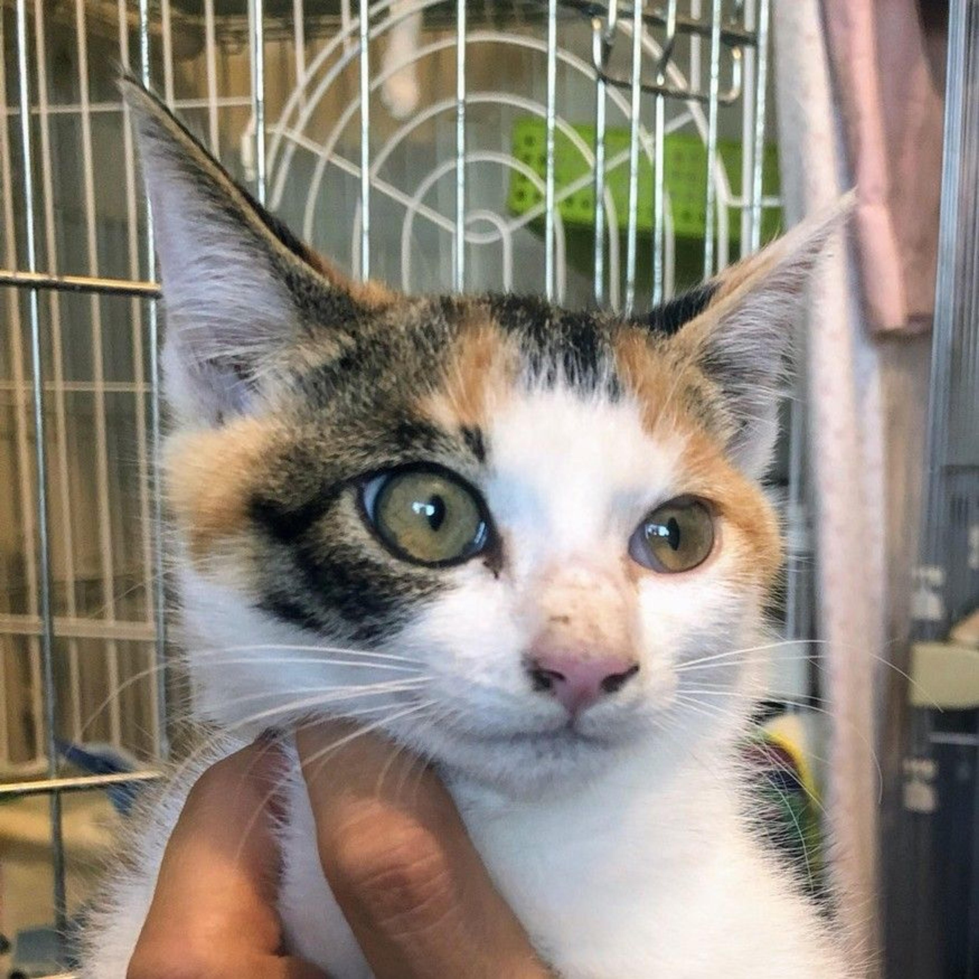 pet-image-2